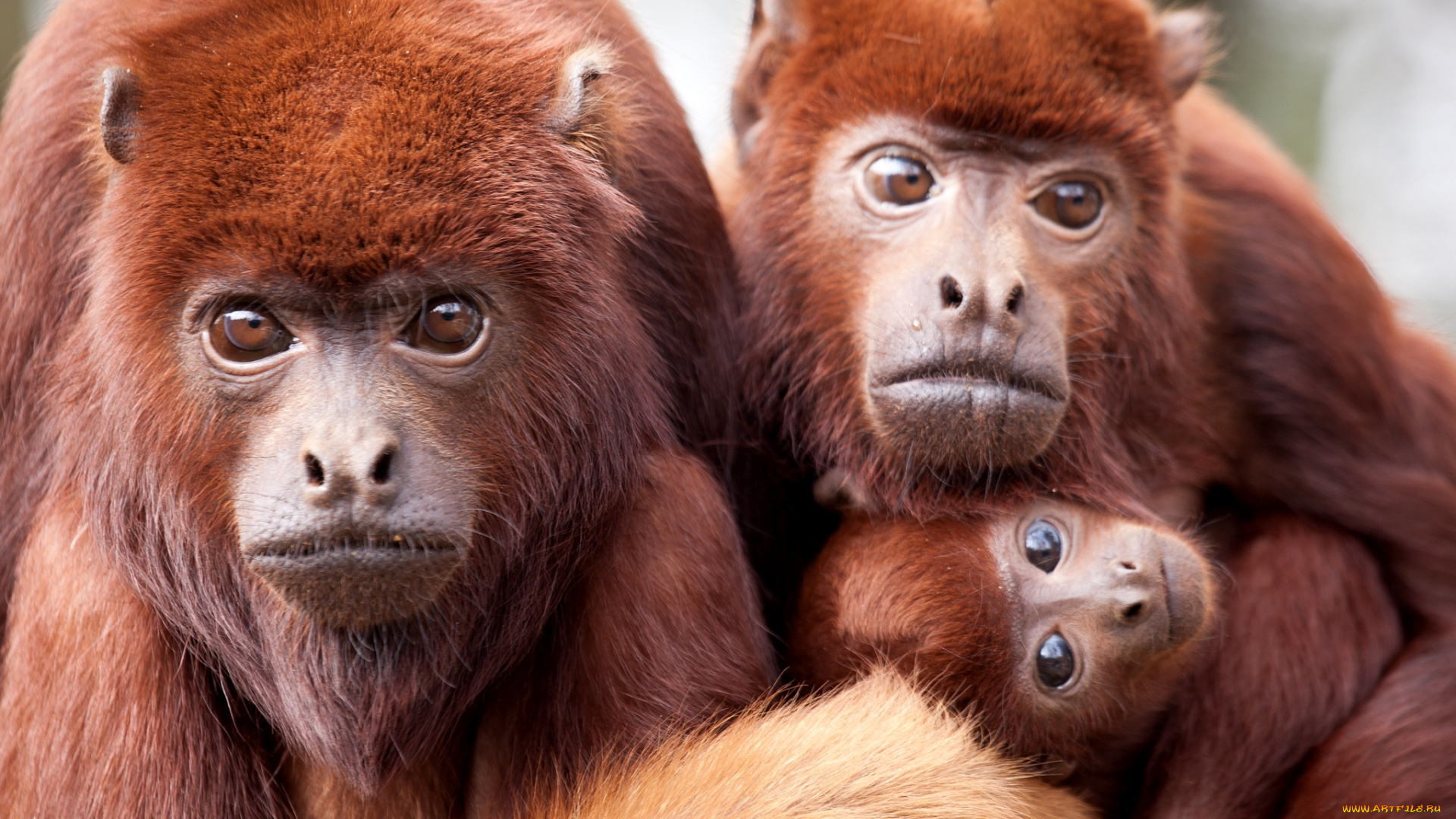 животные, обезьяны, рыжий, семья, ревун