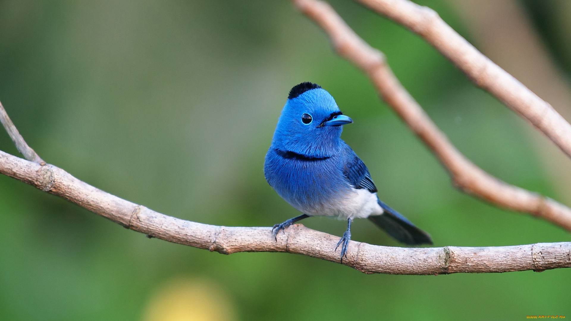 животные, птицы, птичка, шапочка, голубой, Черный, даурский, монарх