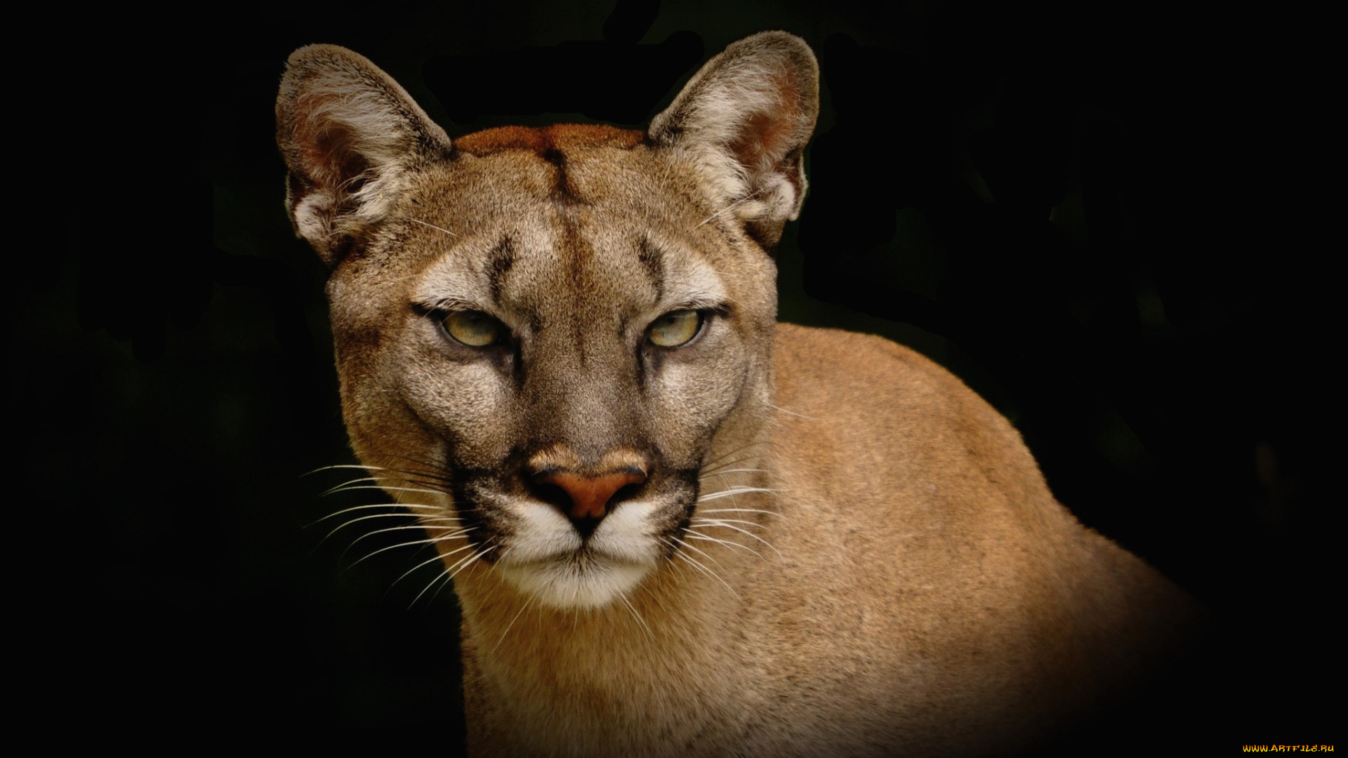 животные, пумы, кугуар, кошка