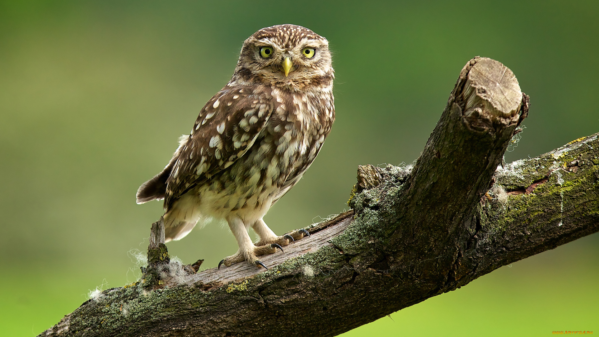 животные, совы, сыч, сук