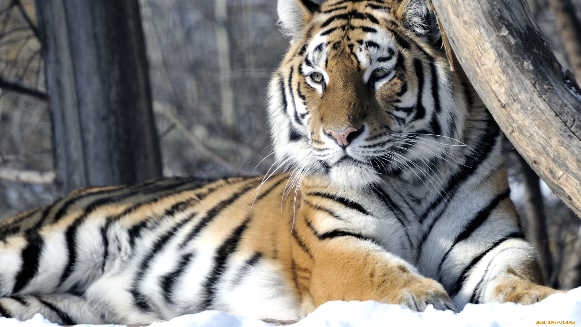 животные, тигры, хищник, отдых