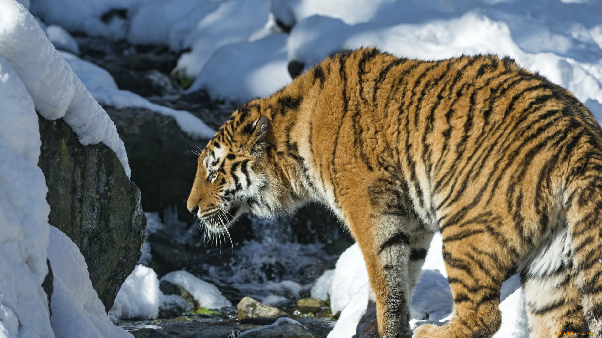животные, тигры, снег, хищник