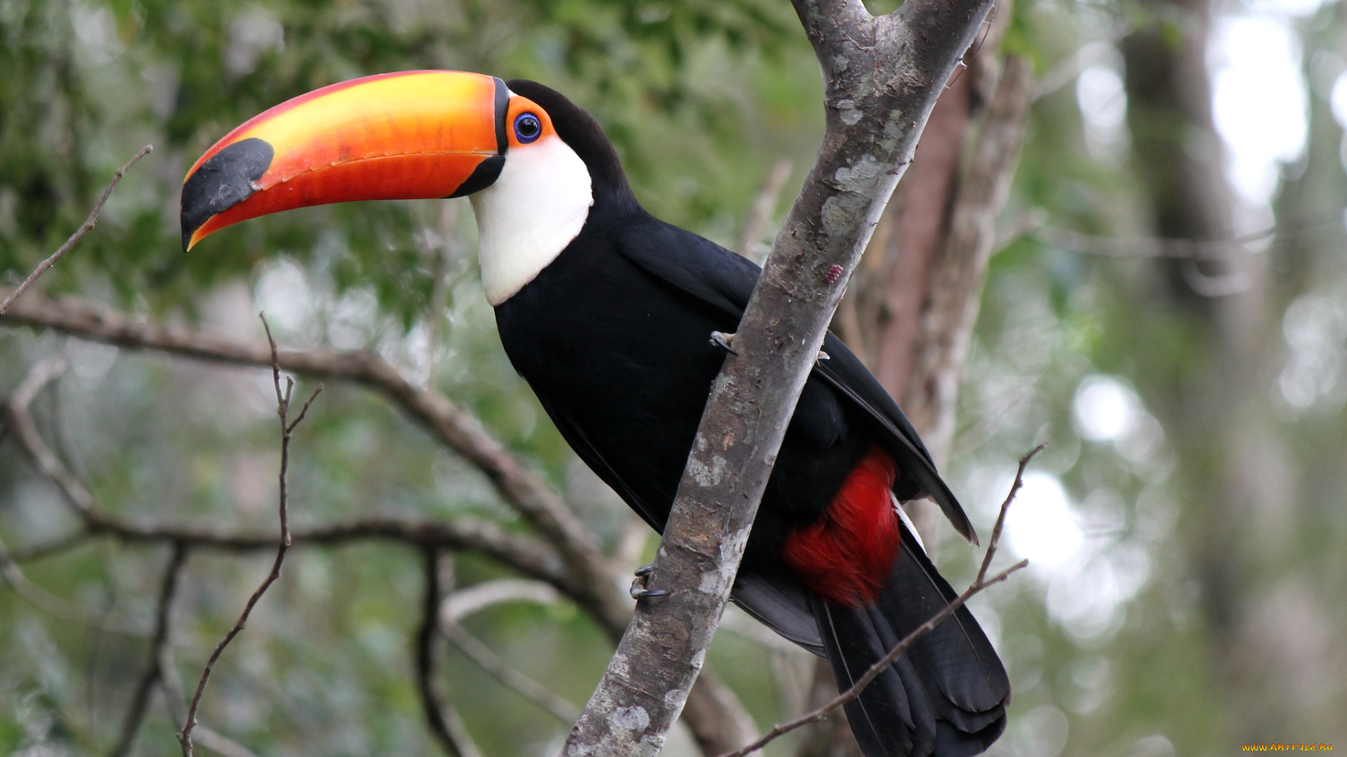 животные, туканы, клюв