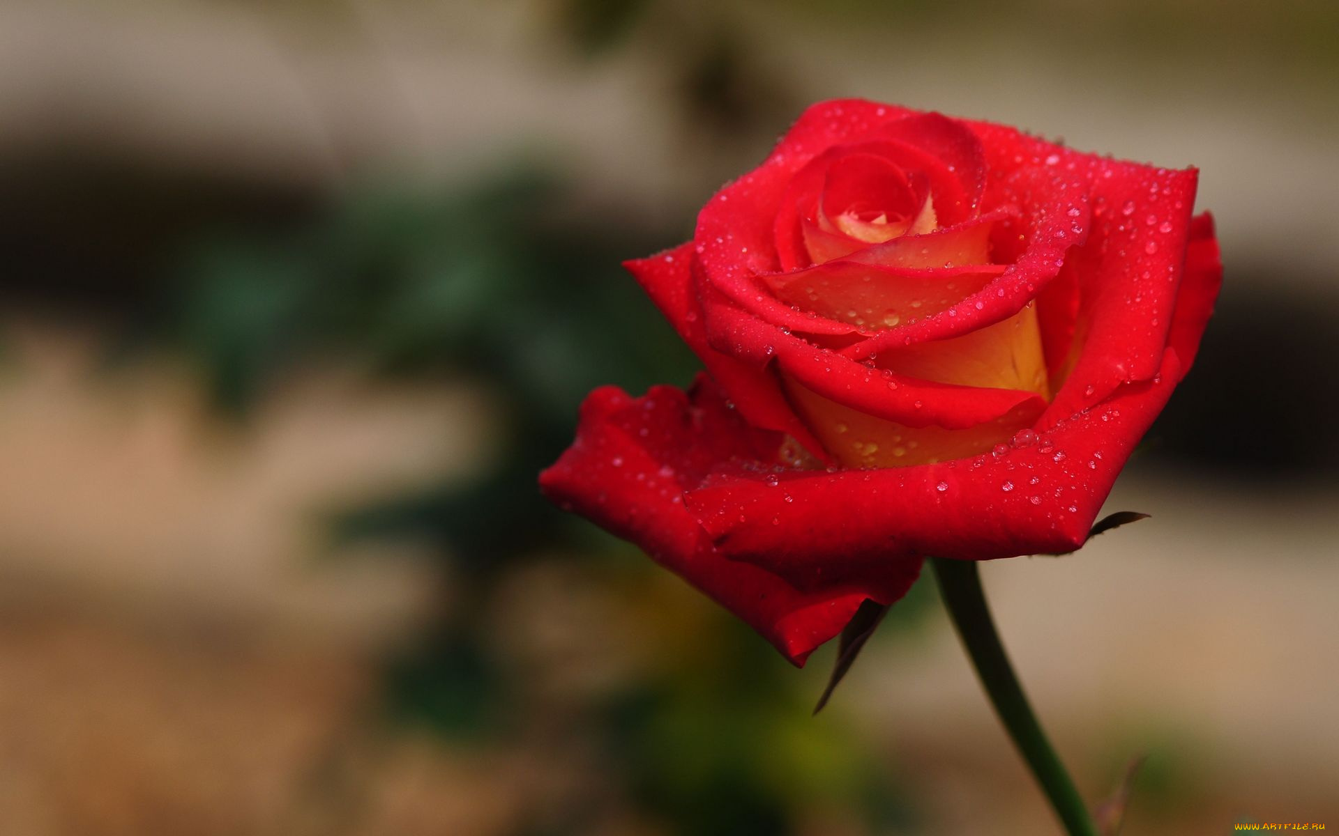 цветы, розы, роза