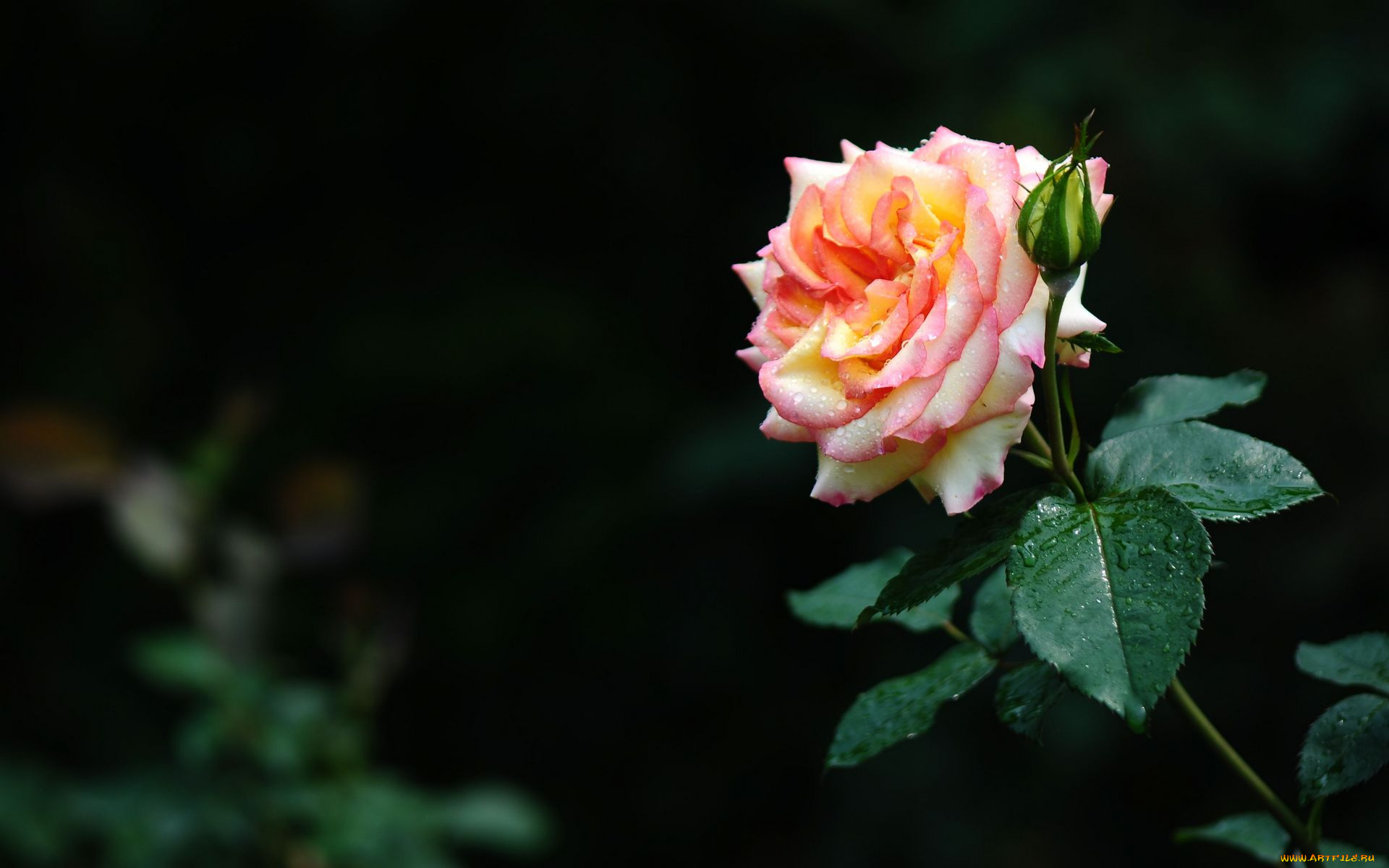 цветы, розы, роза