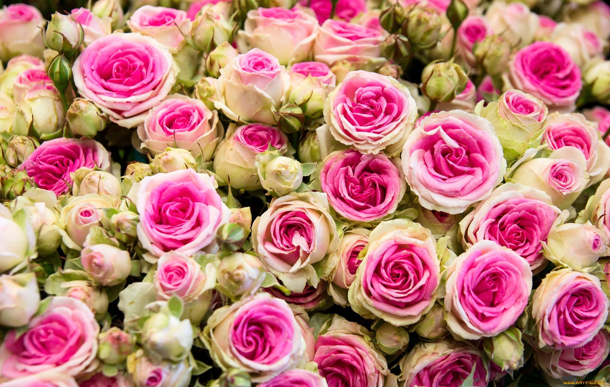 цветы, розы, пестрый, много