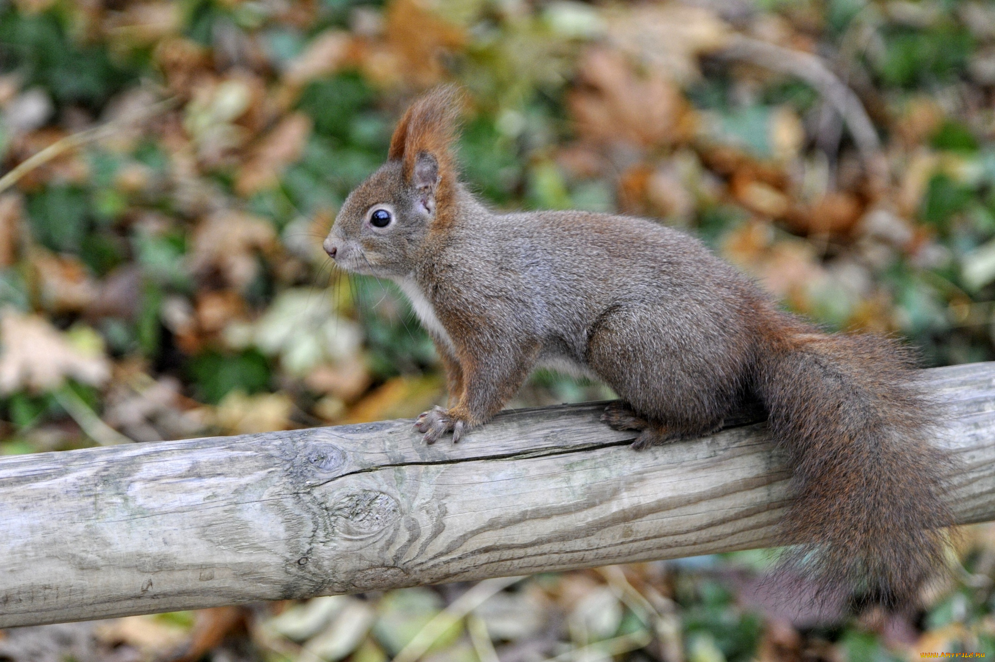 животные, белки, зверек, хвост