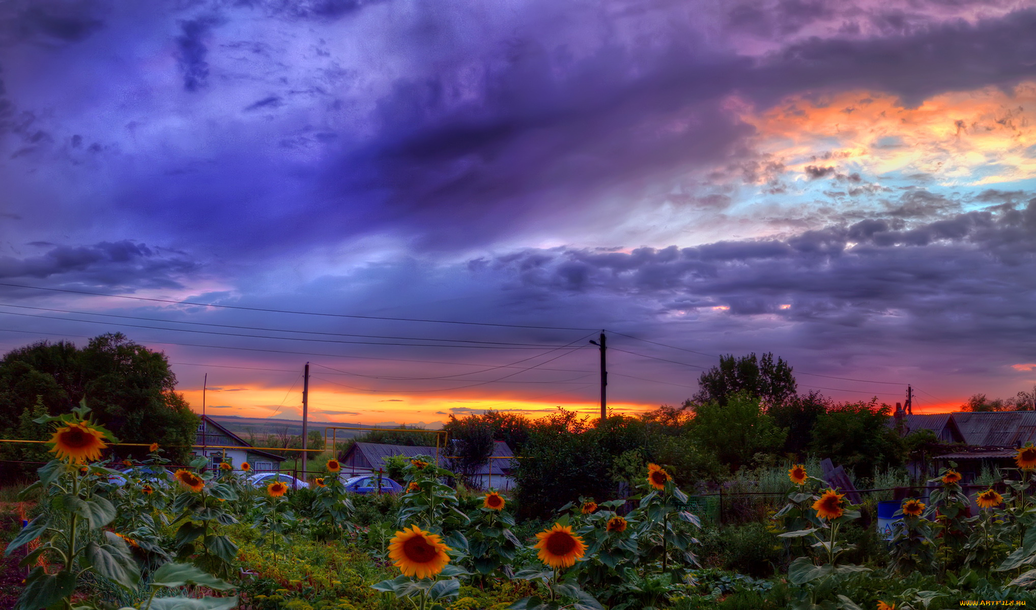 природа, пейзажи, сумерки, пейзаж, подсолнухи