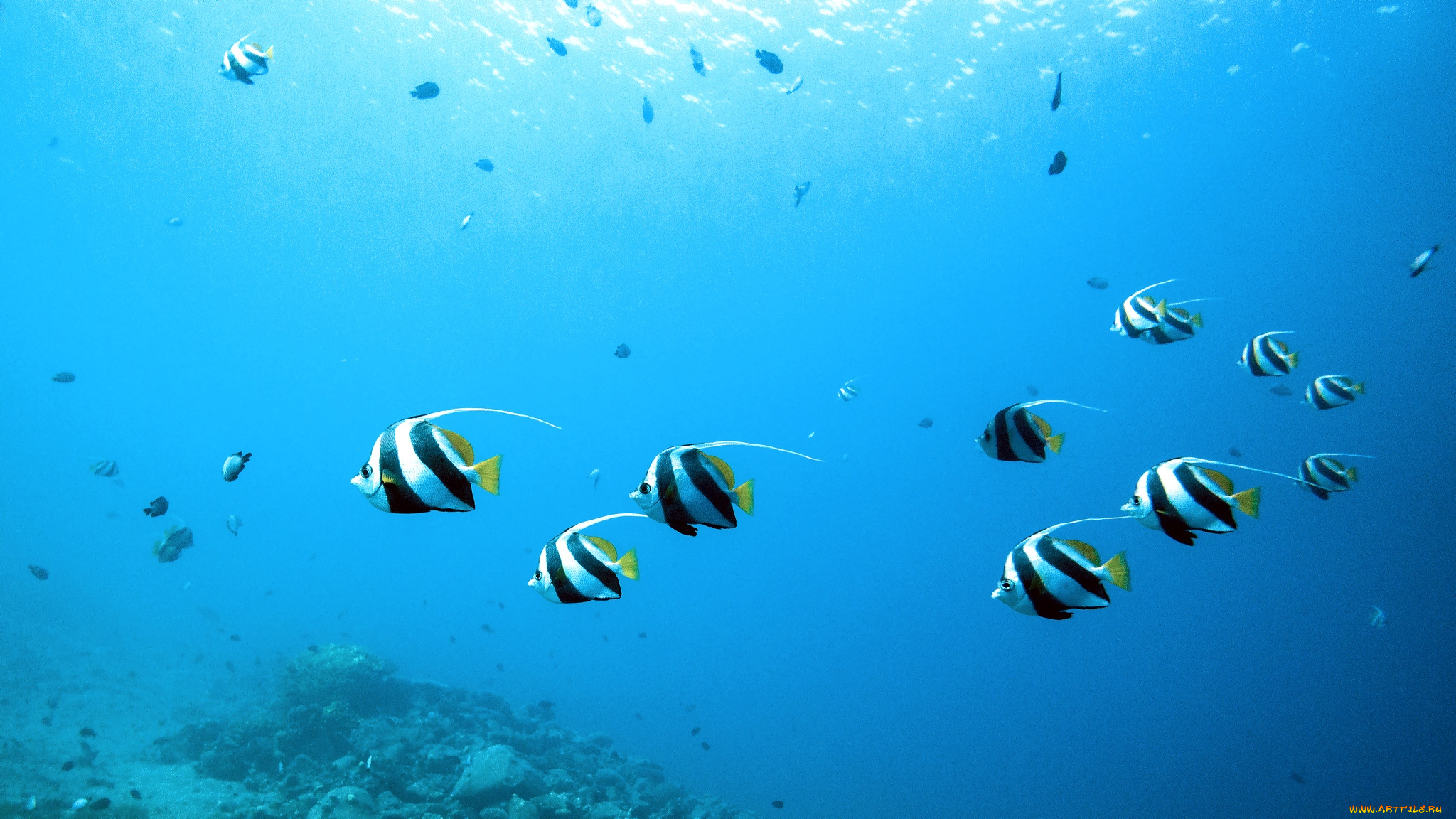 животные, рыбы, косяк, вода