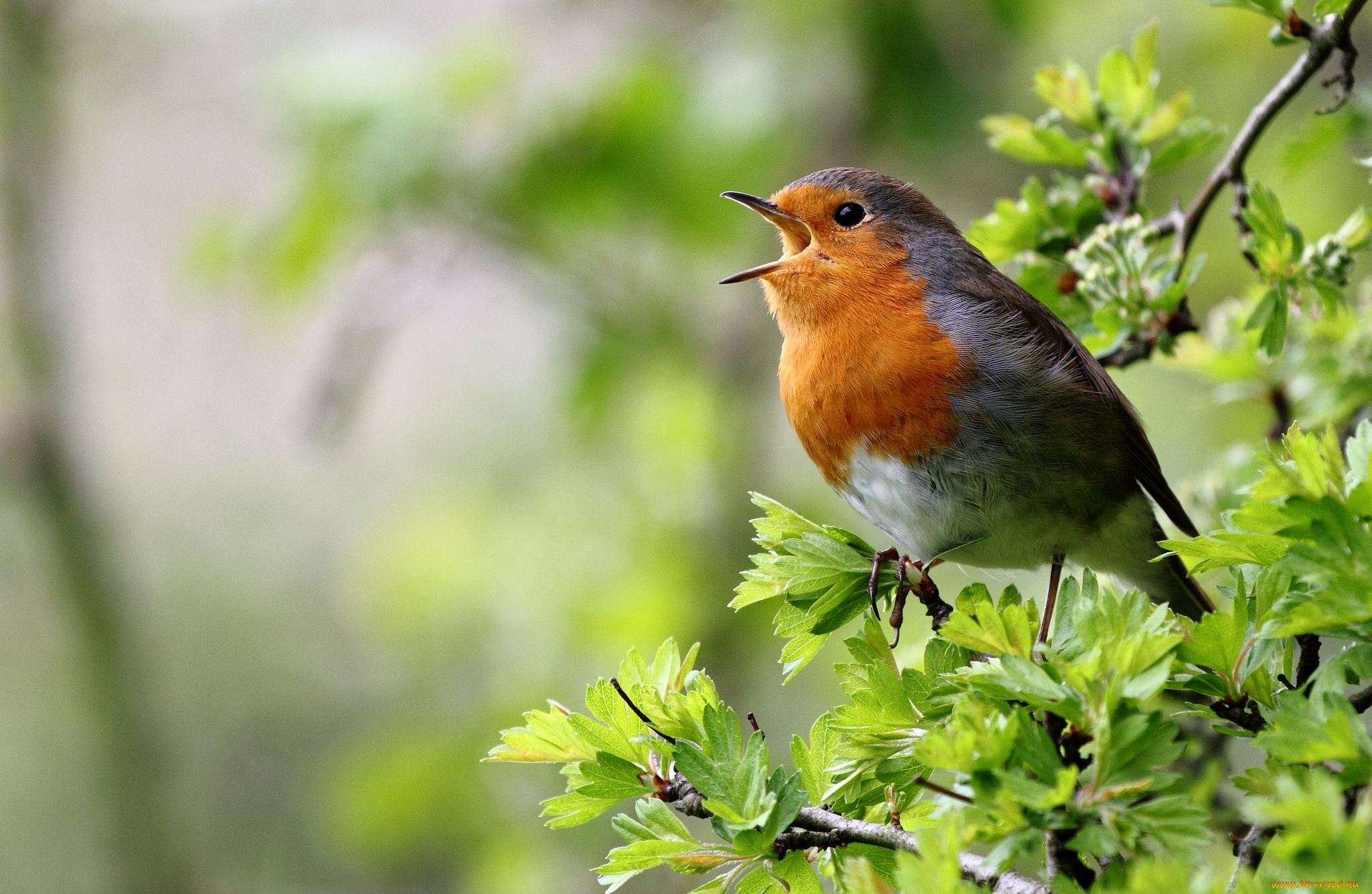животные, зарянки, малиновки, птичка, ветки, пение