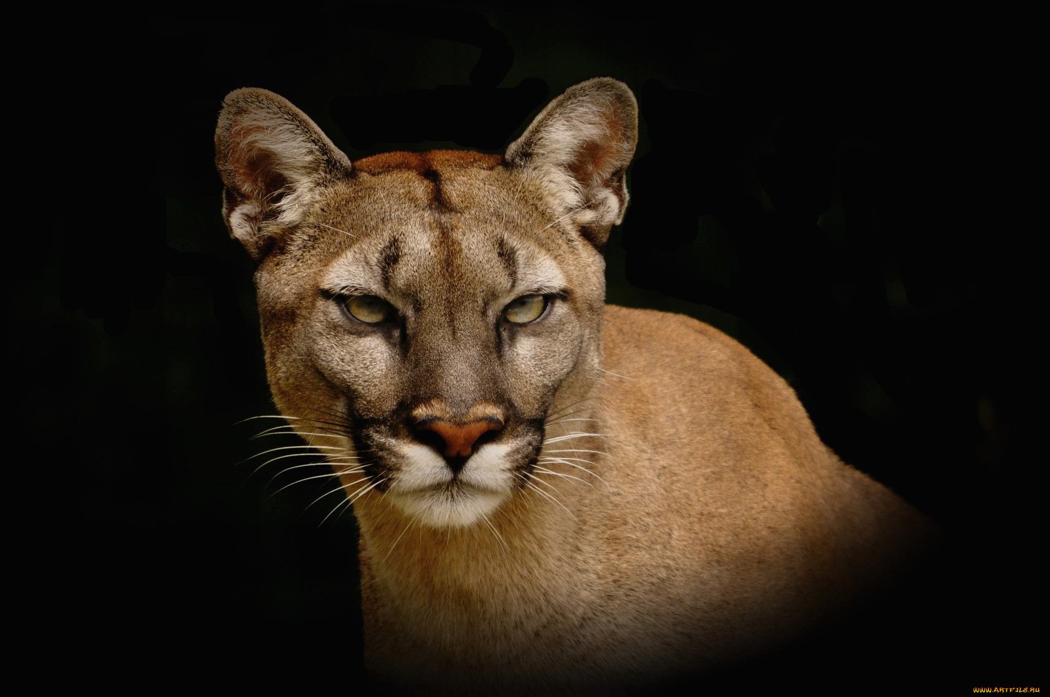 животные, пумы, кугуар, кошка