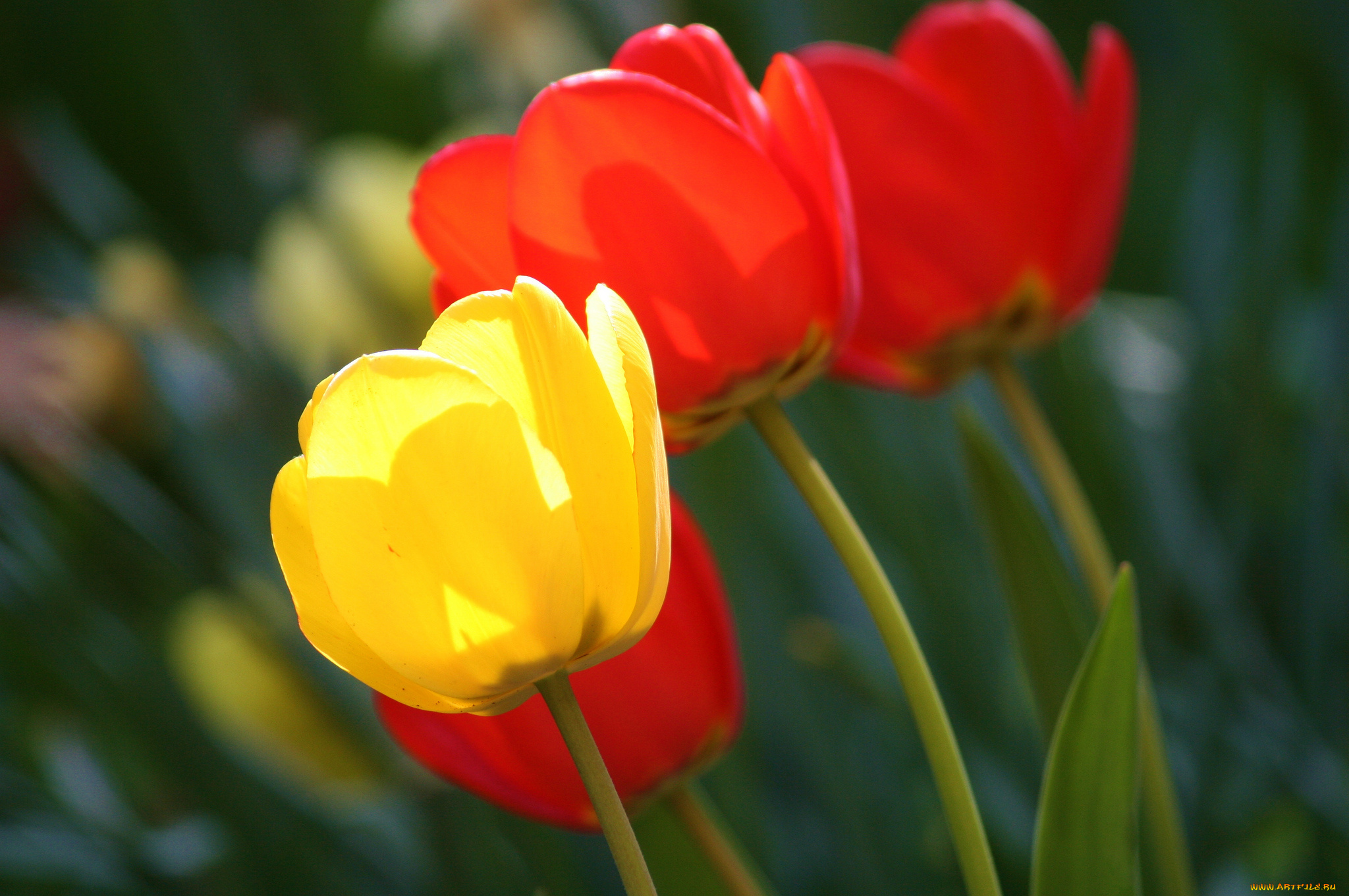 цветы, тюльпаны, бутоны