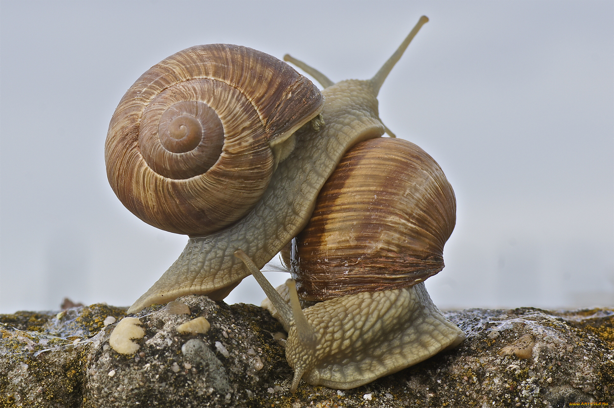 животные, улитки, макро, любовь