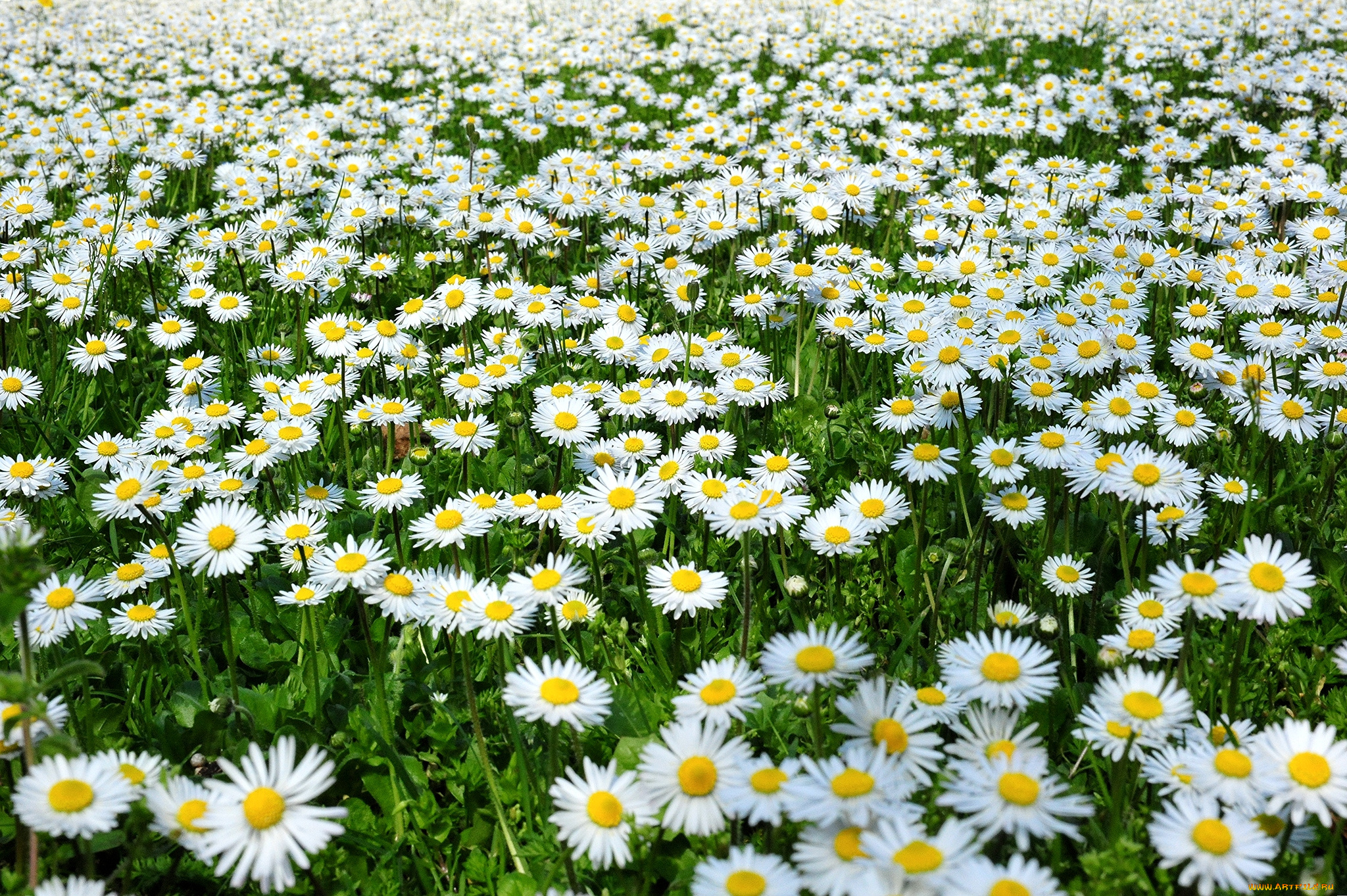 цветы, маргаритки, много, белый, луг