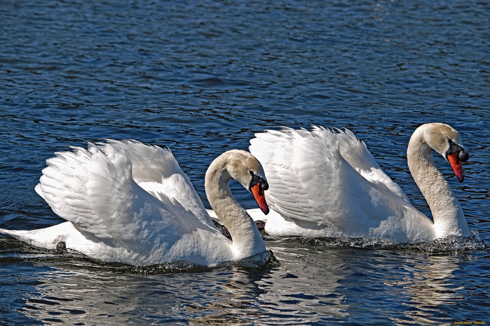 животные, лебеди, пара, шипун, белый