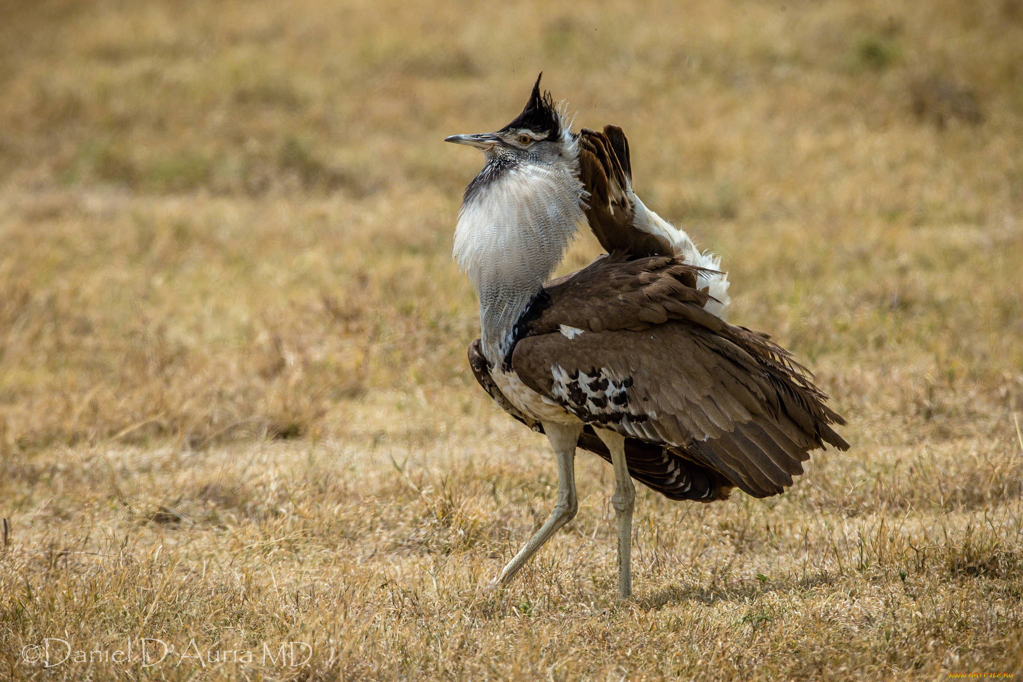 животные, птицы, перья, дрофа