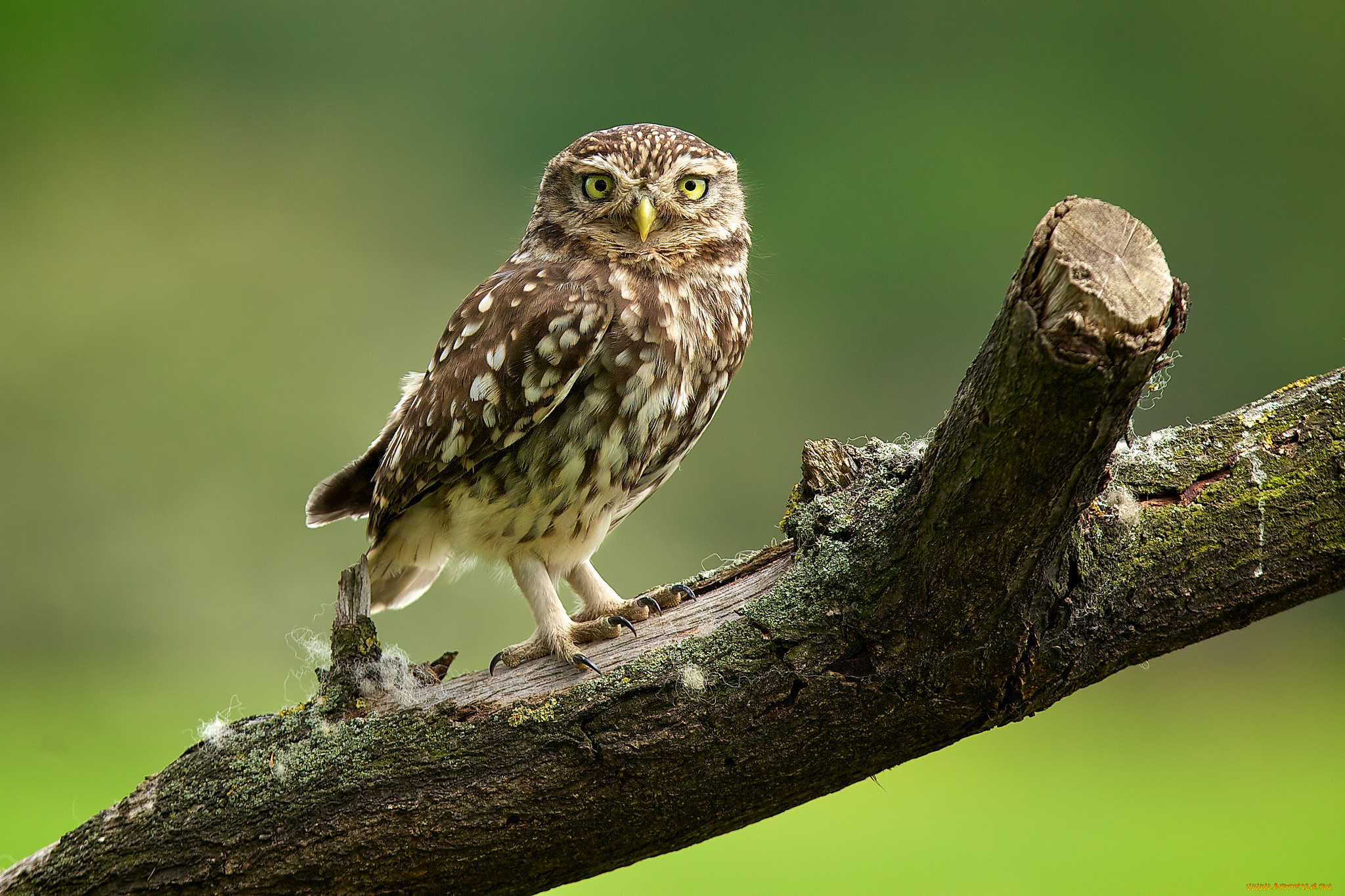 животные, совы, сыч, сук
