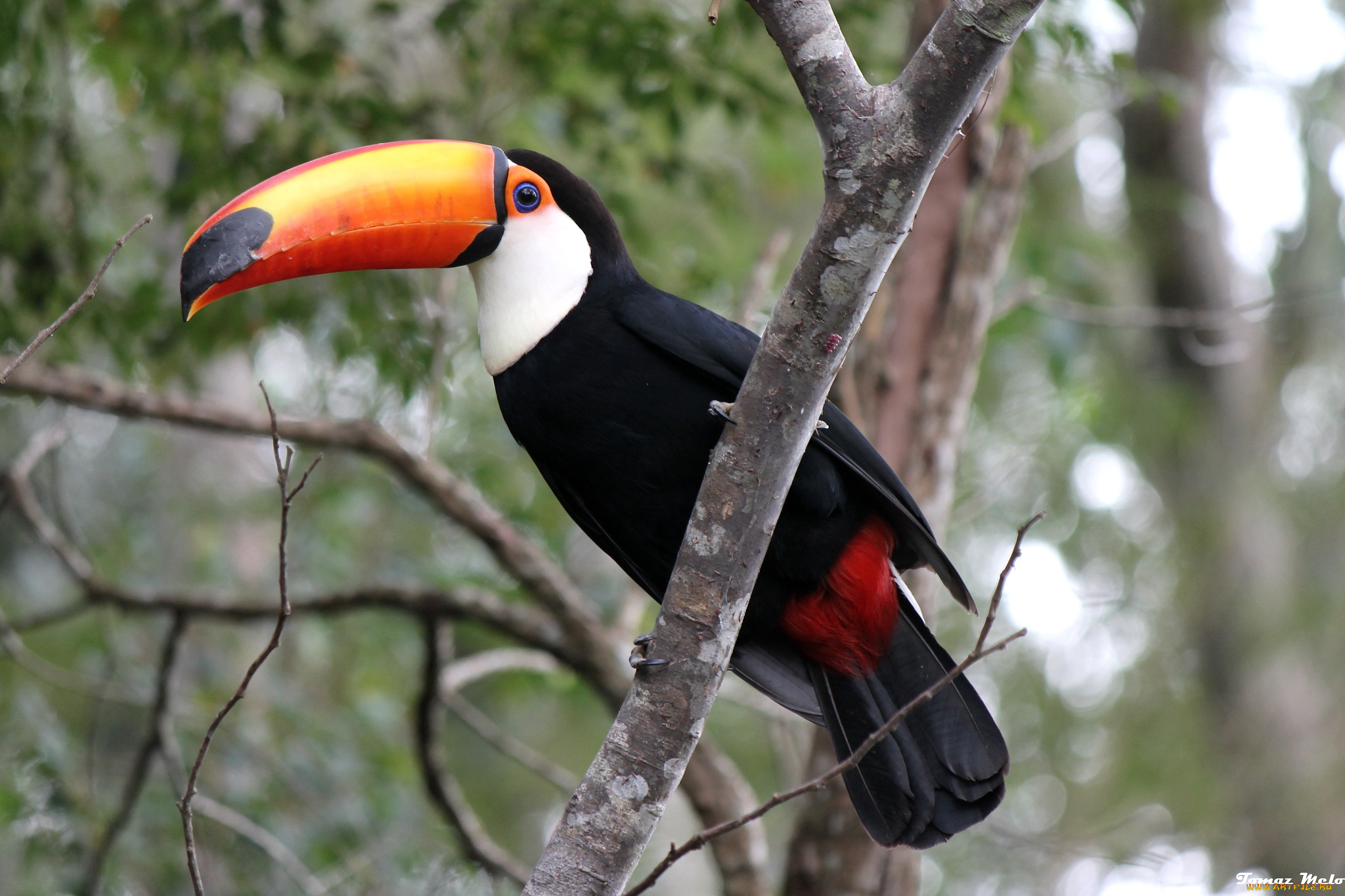 животные, туканы, клюв