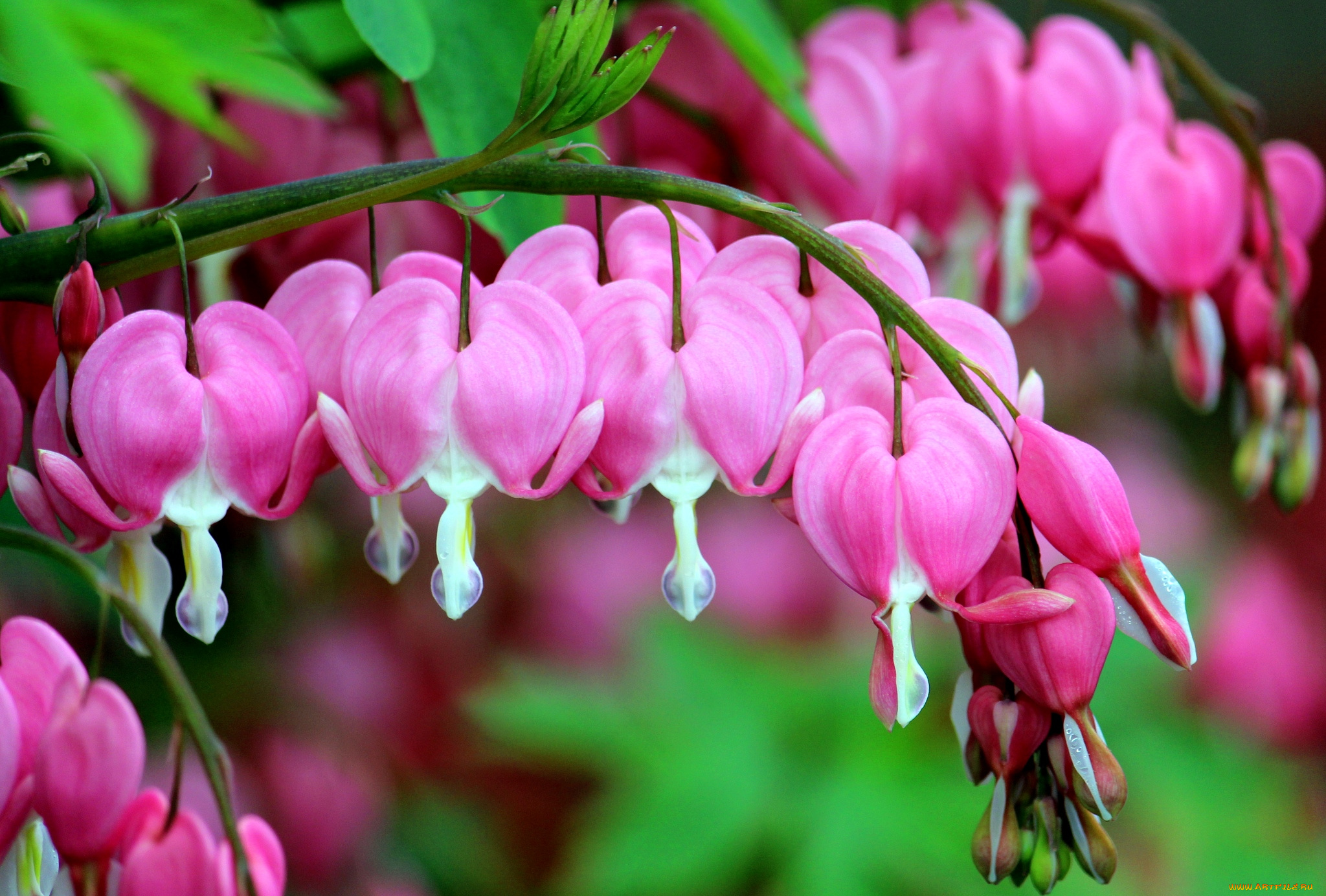 цветы, дицентра, разбитое, сердце