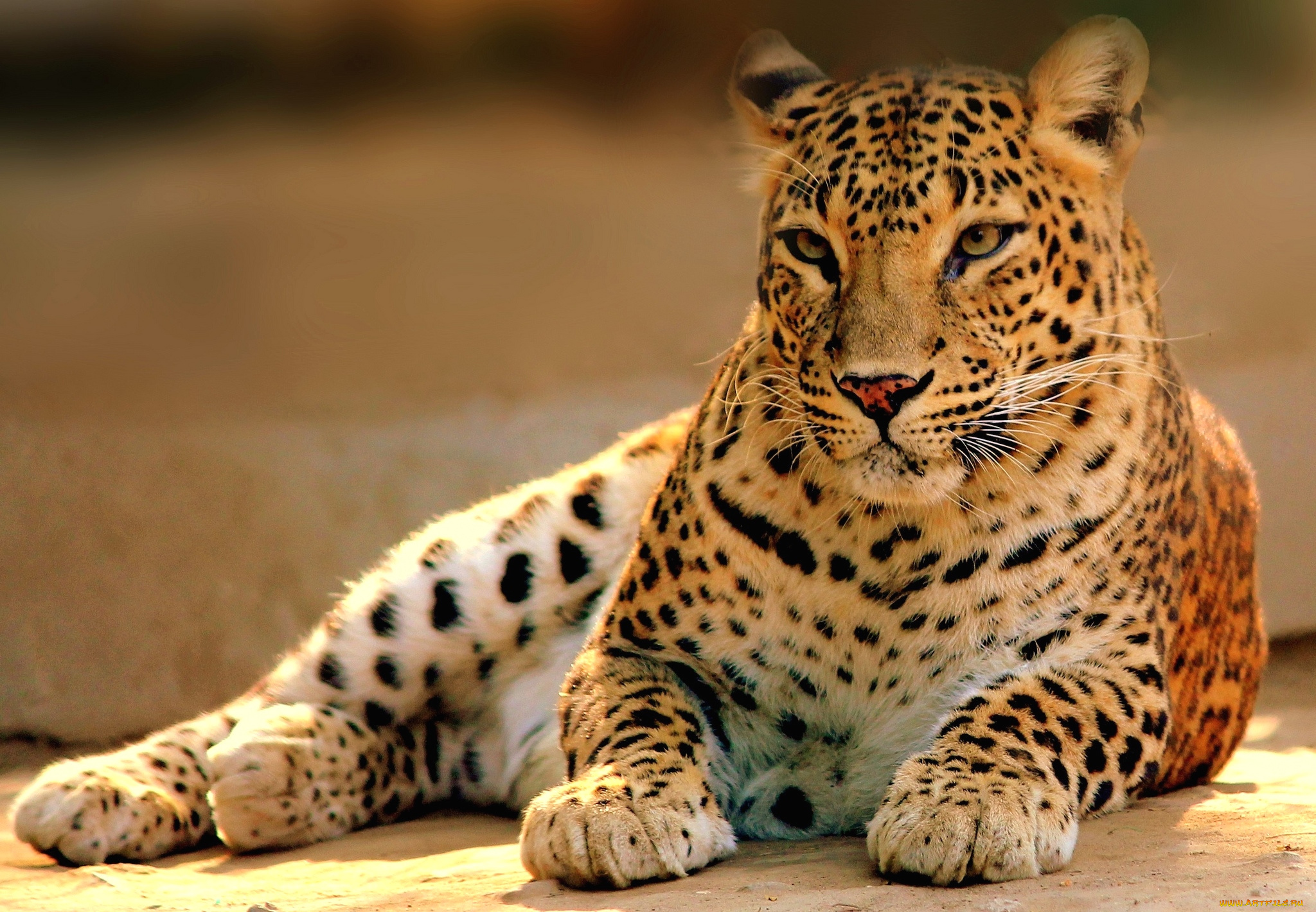животные, леопарды, кошка