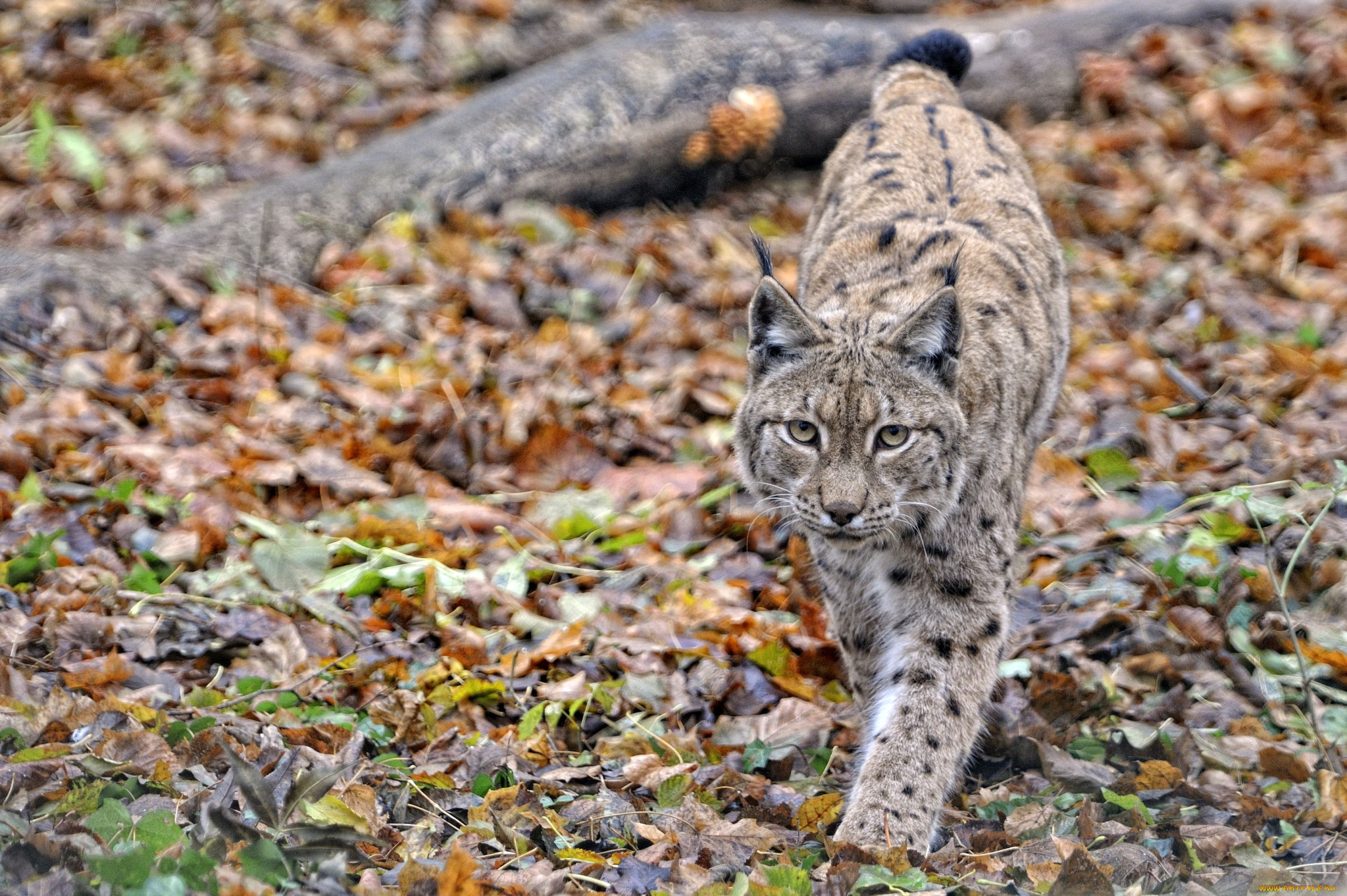 животные, рыси, кошка, листья