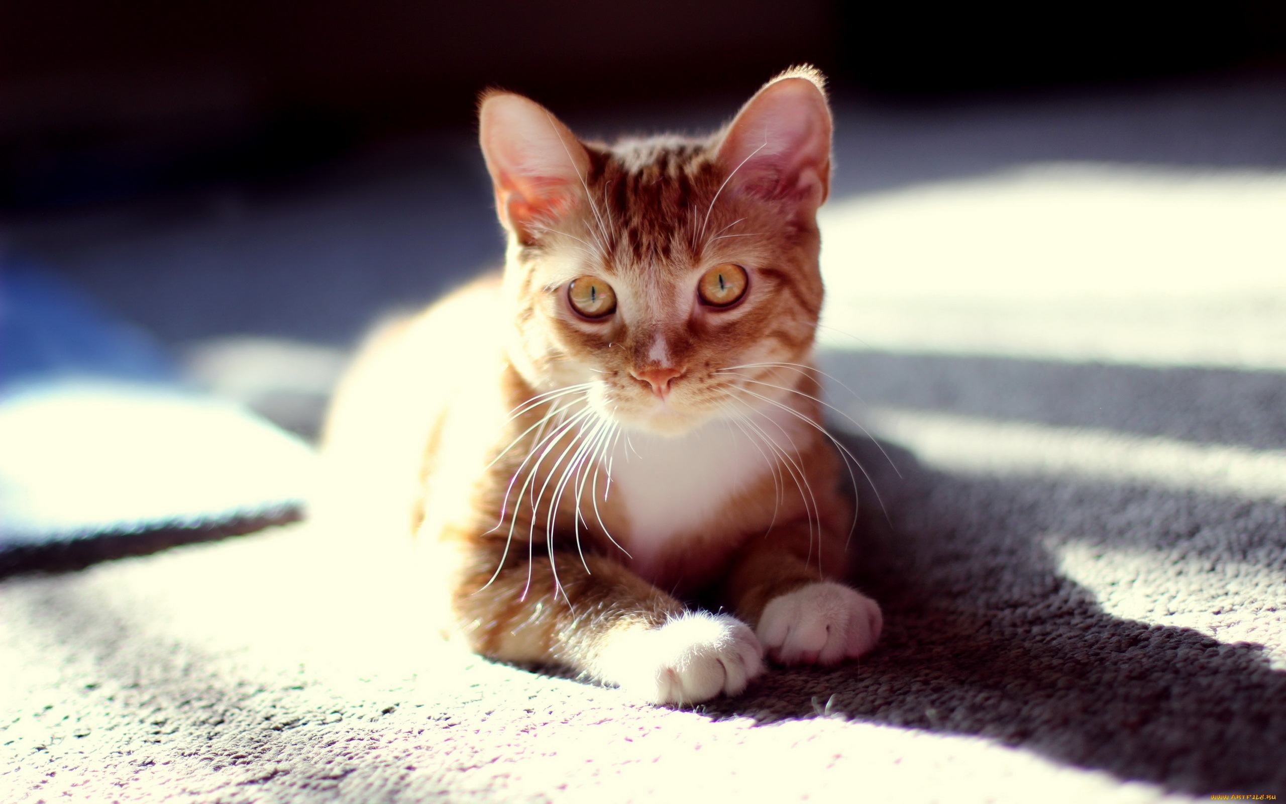 животные, коты, котёнок