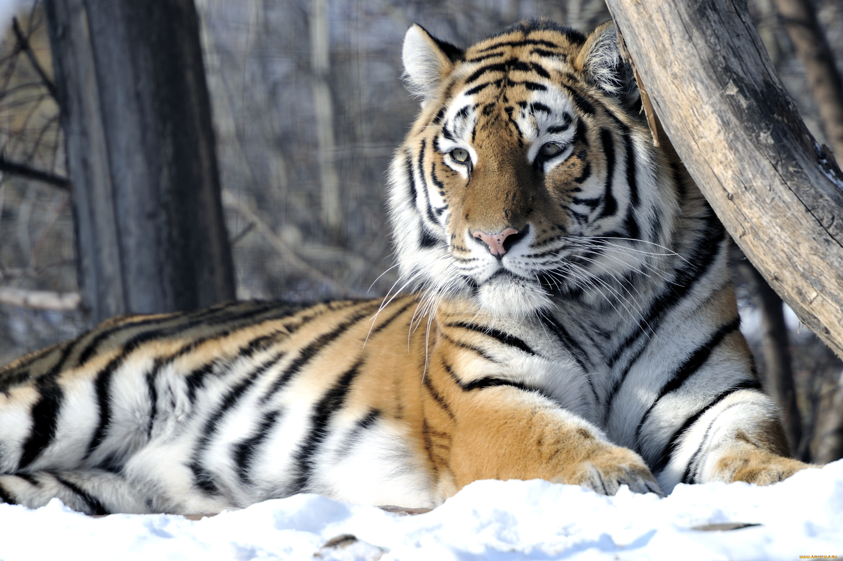 животные, тигры, хищник, отдых