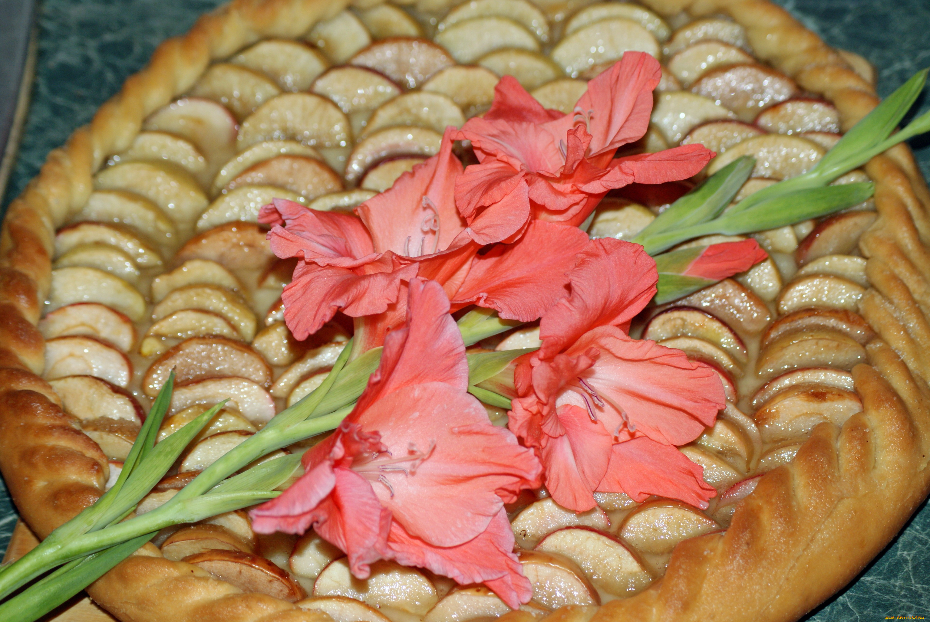 цветы, гладиолусы, гладиолус