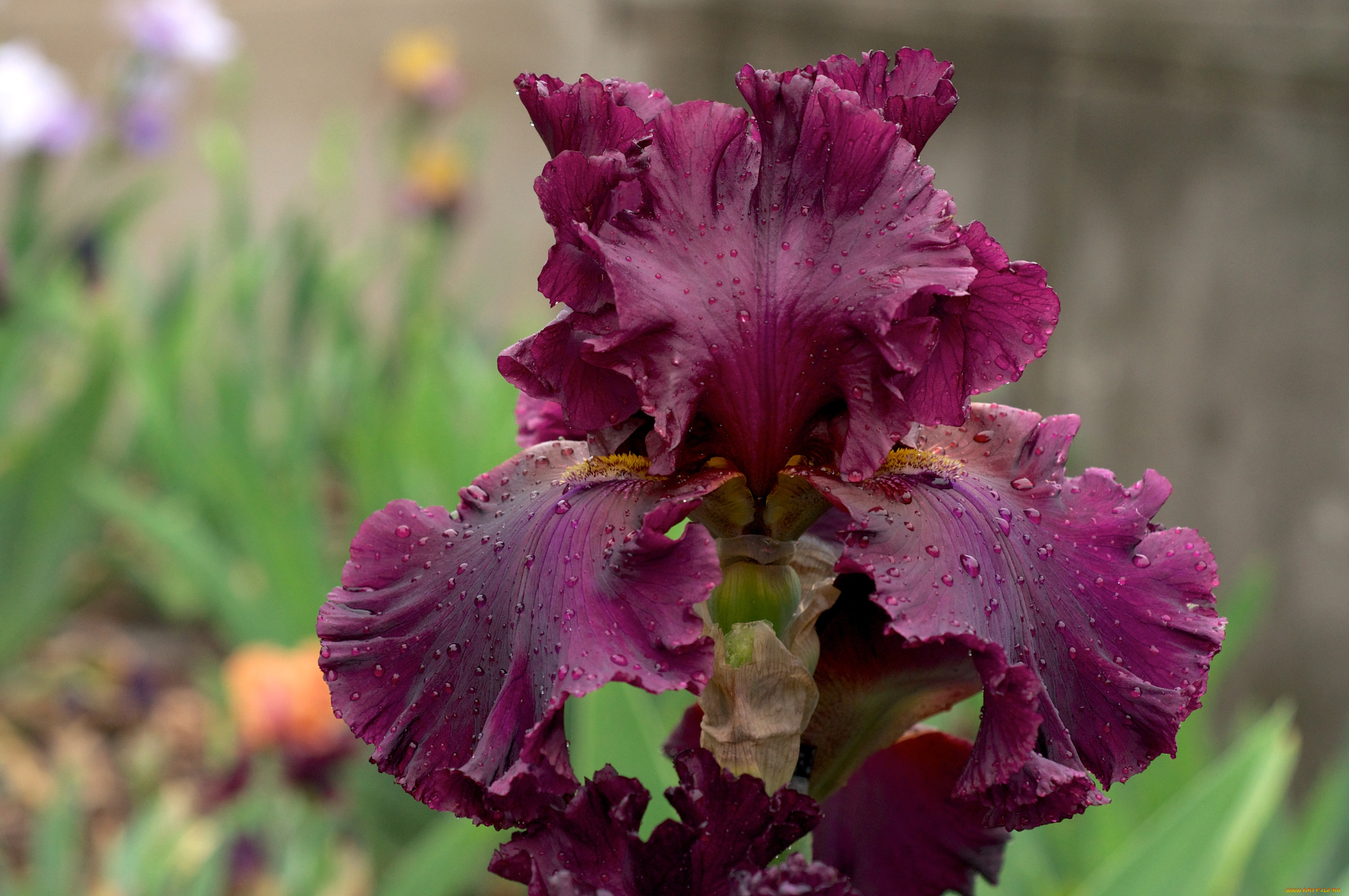 цветы, ирисы, лиловый