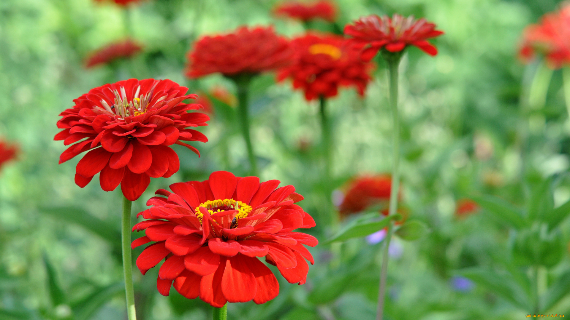 цветы, цинния, красный