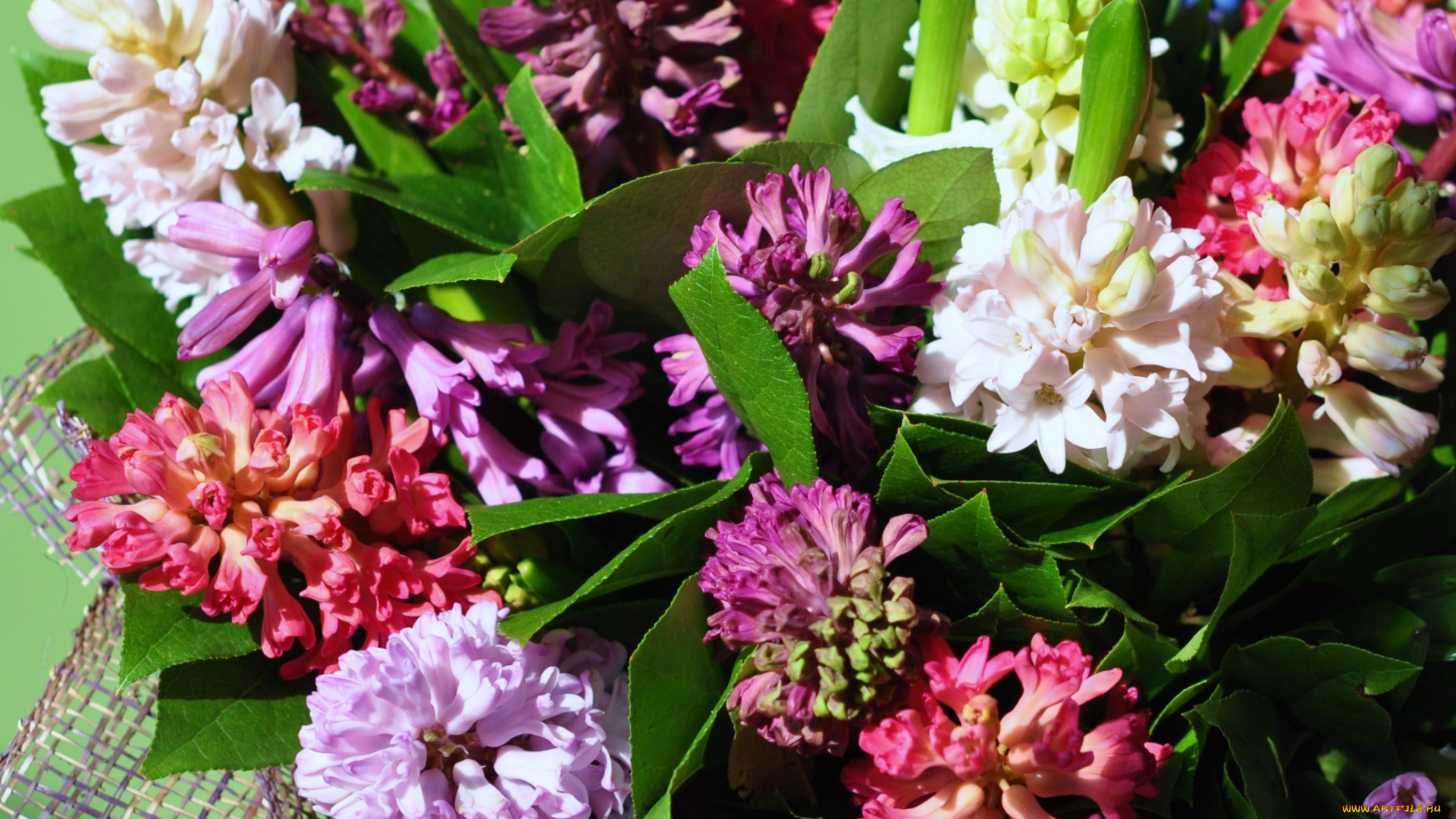 цветы, гиацинты, разноцветный