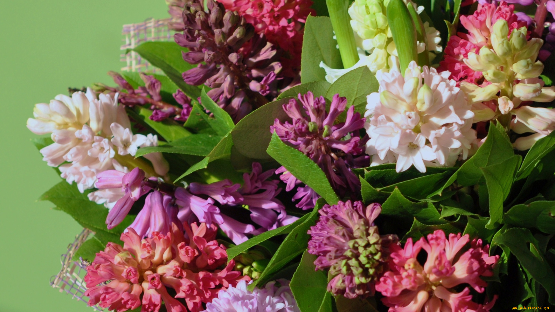 цветы, гиацинты, разноцветный