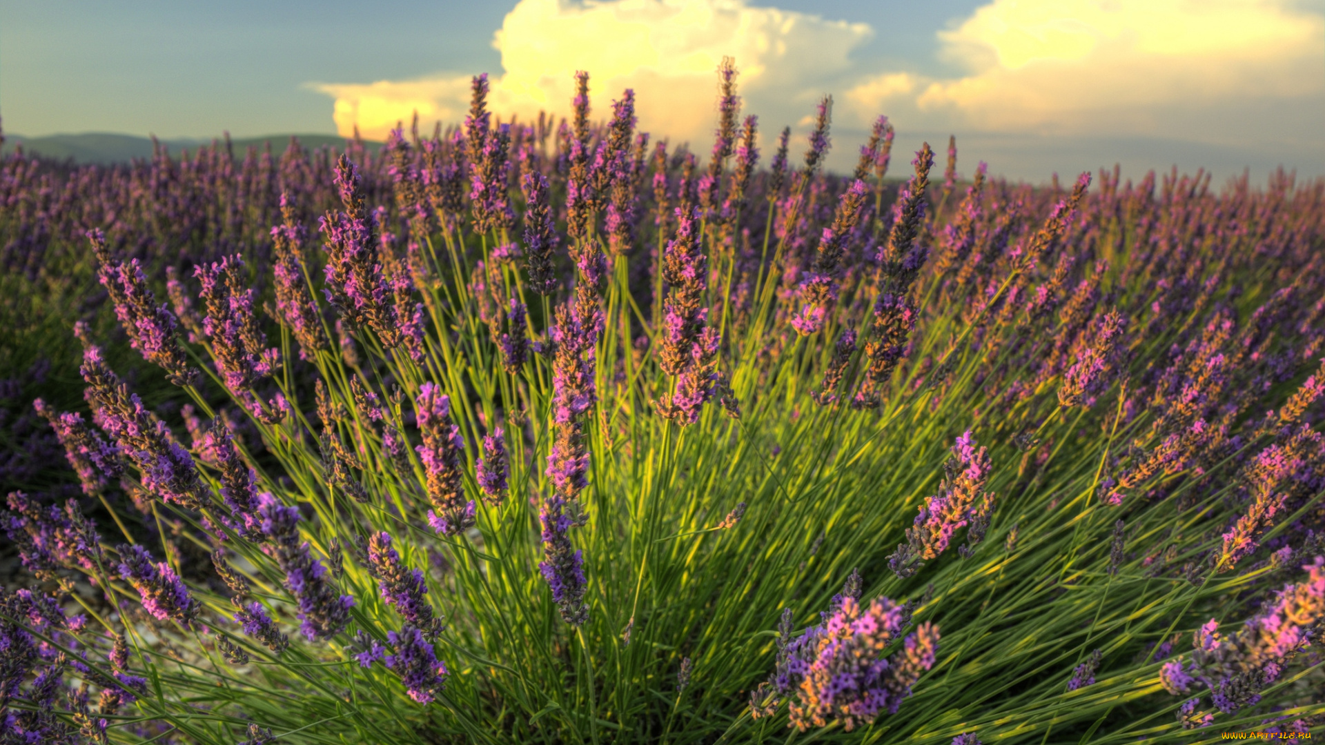 цветы, лаванда, лиловый