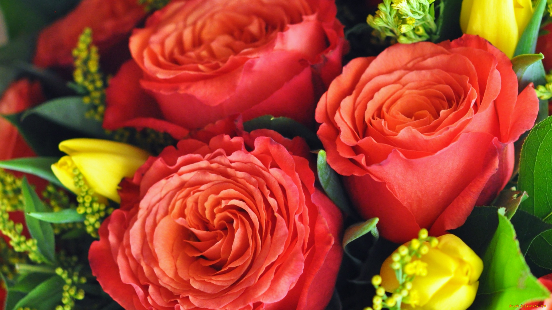 цветы, разные, вместе, тюльпаны, розы