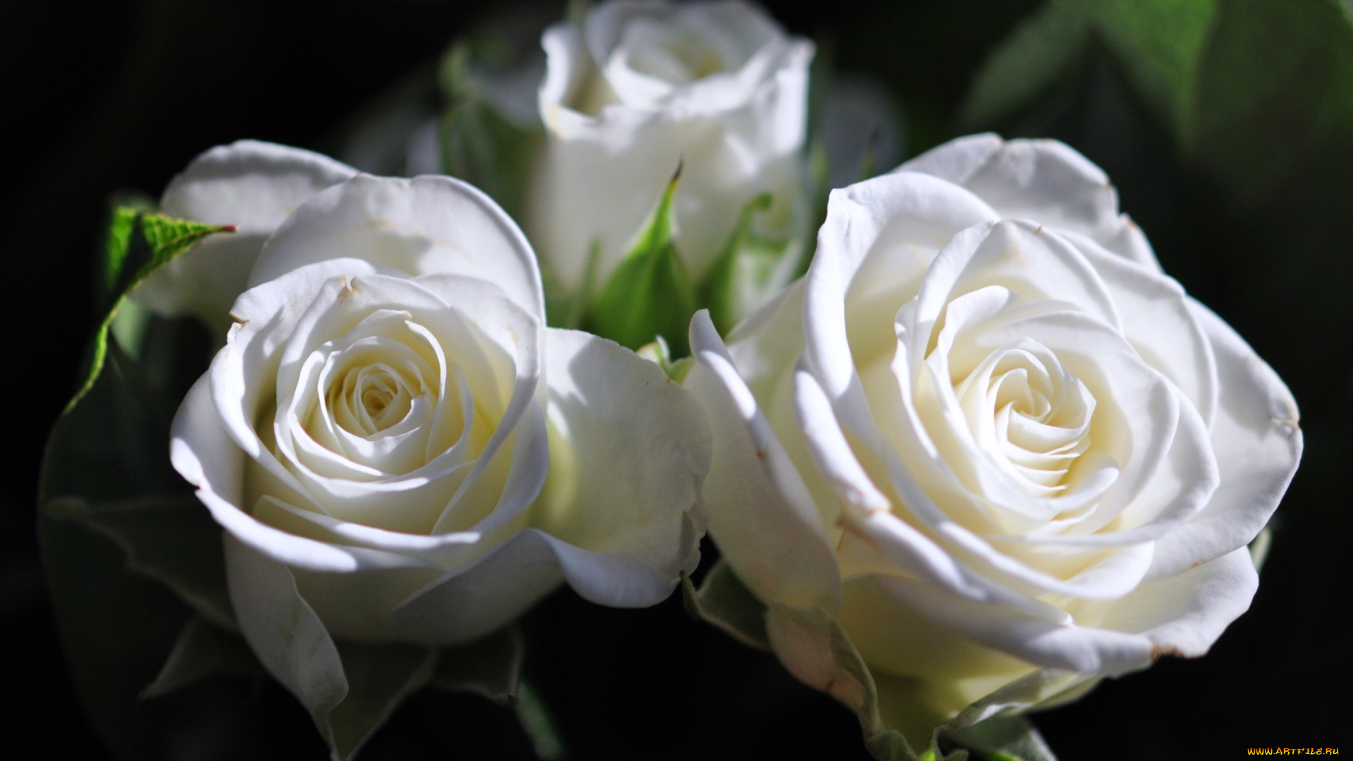 цветы, розы, белый