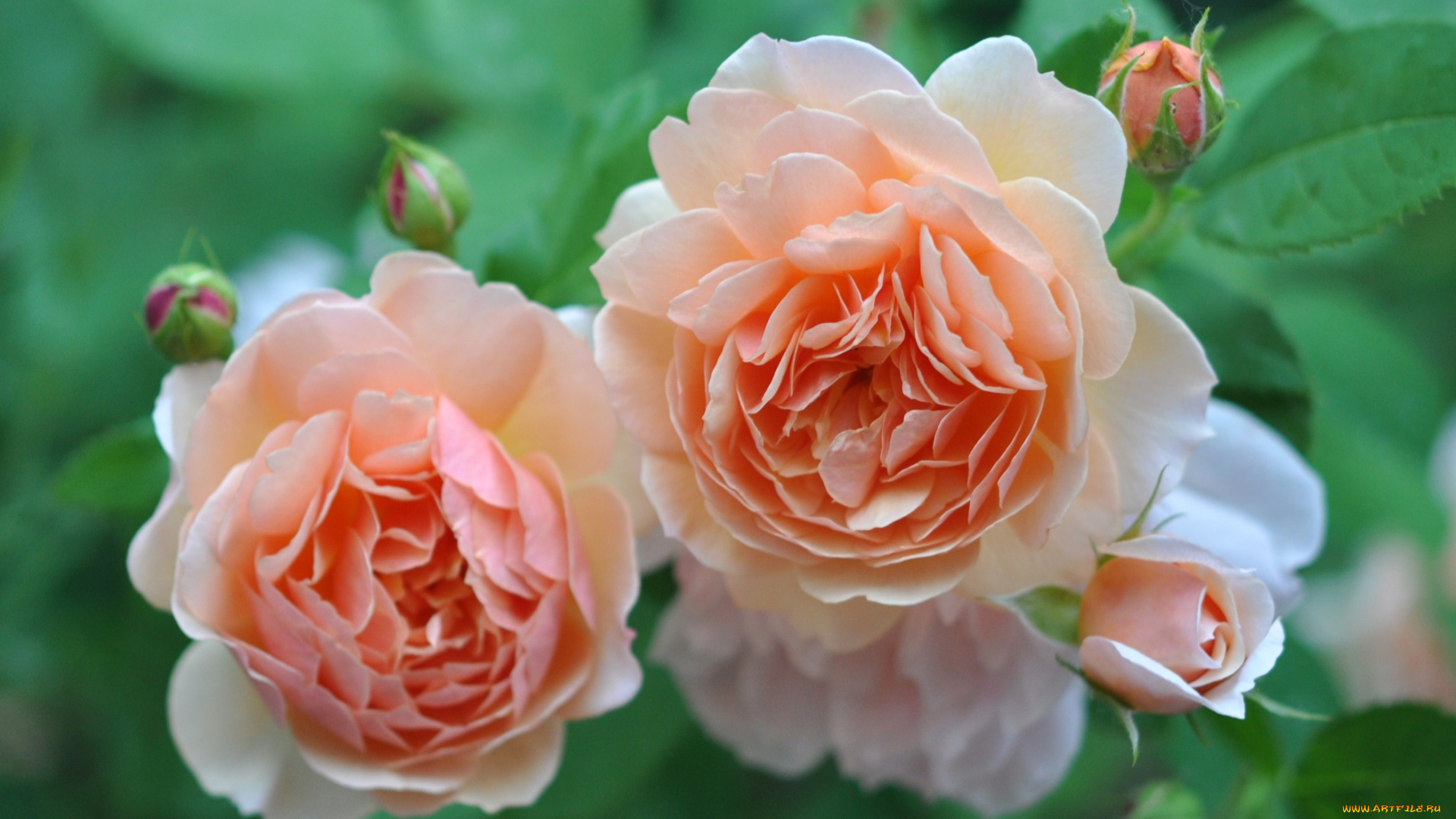 цветы, розы, кремовый