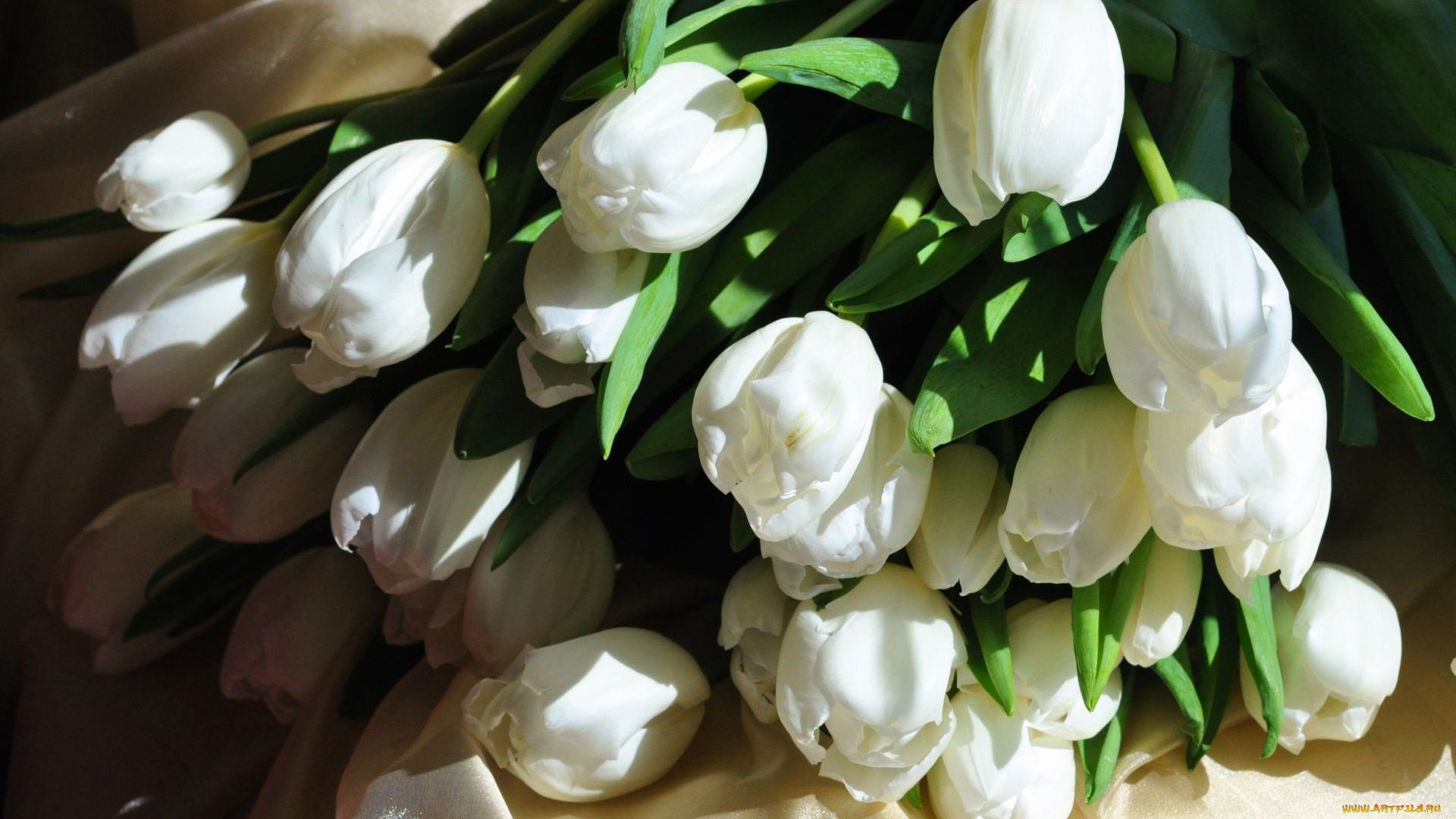 цветы, тюльпаны, белый