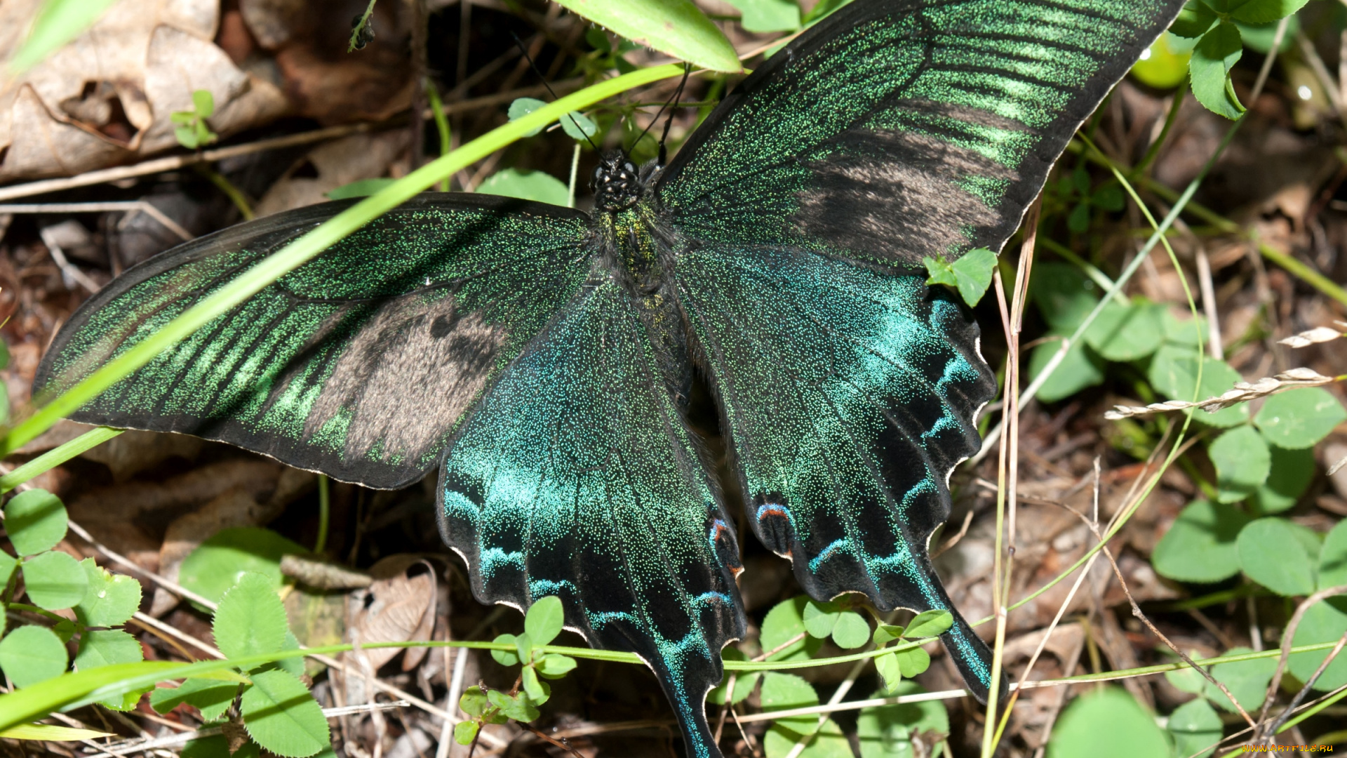 животные, бабочки, крылья