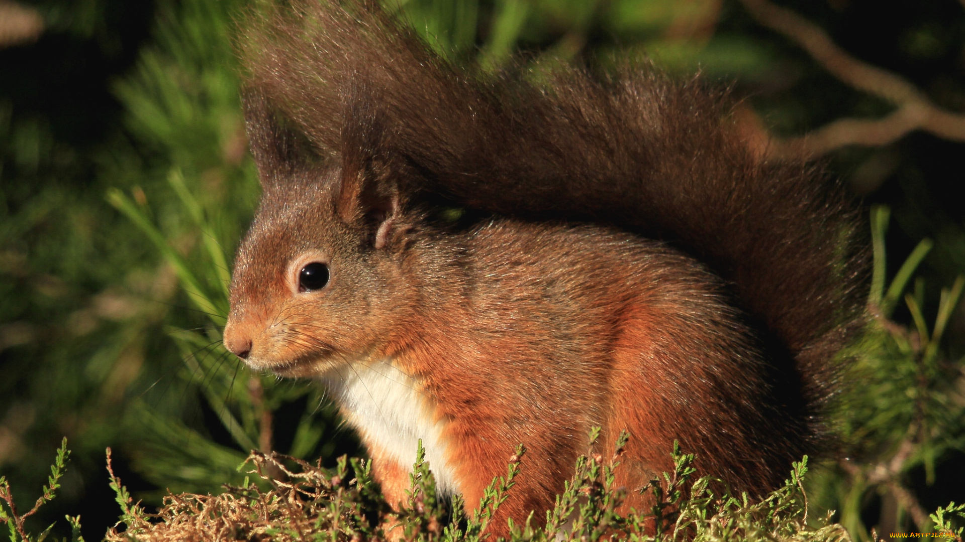 животные, белки, рыжик