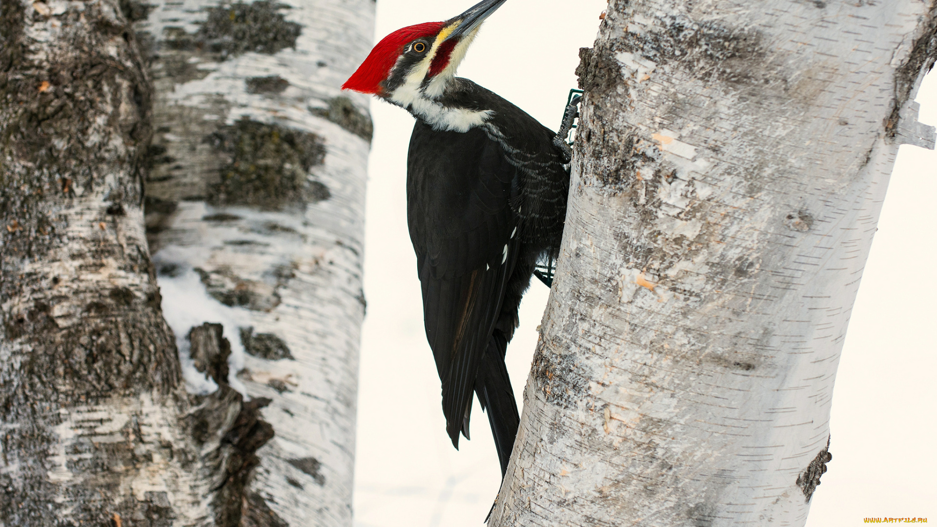 животные, дятлы, шапочка