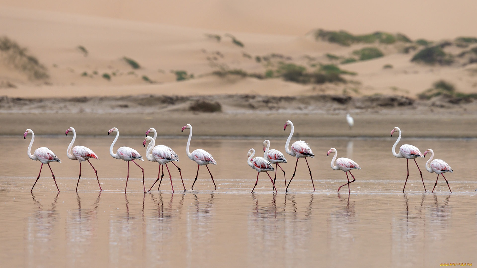животные, фламинго, стая