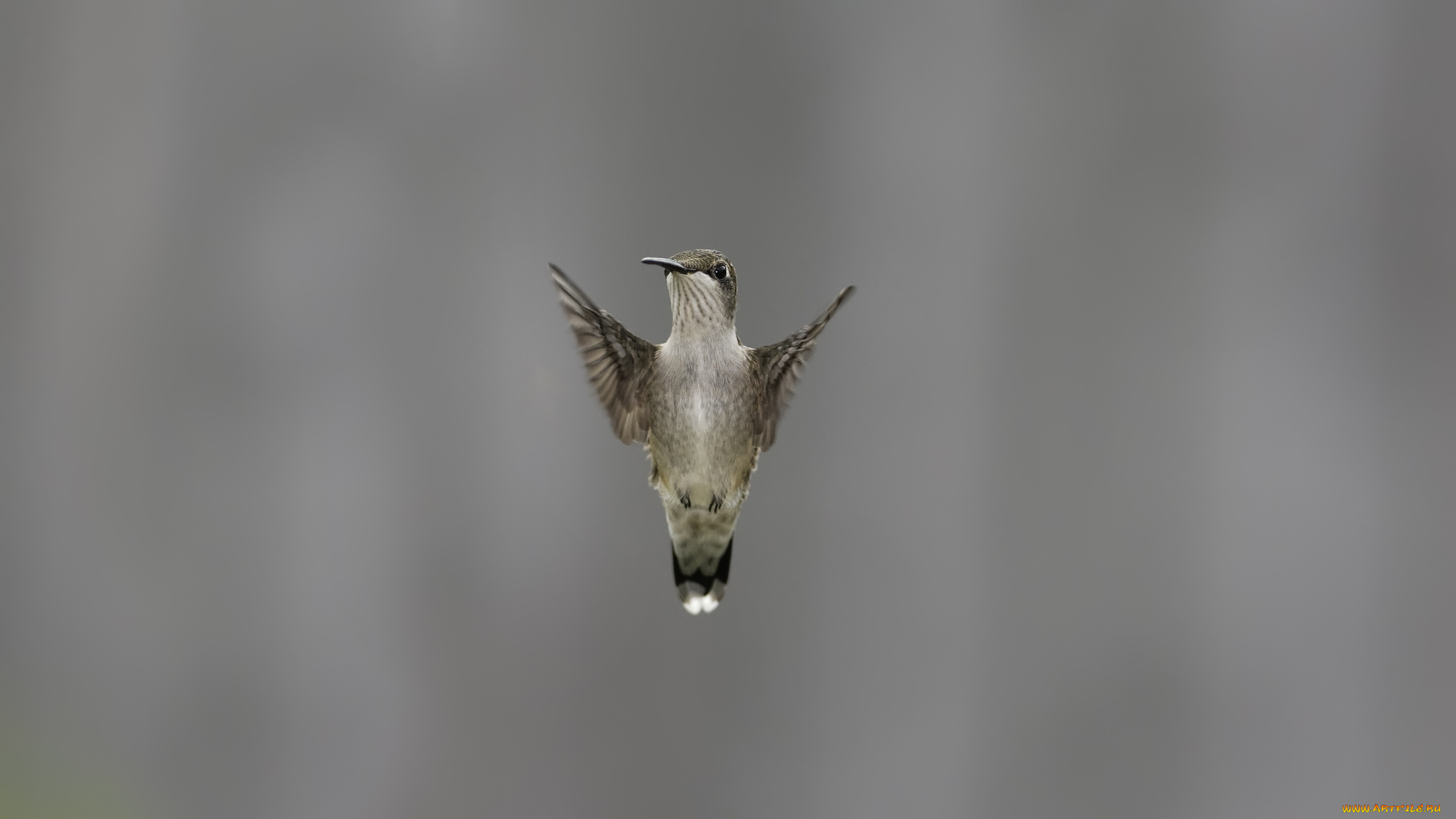 животные, колибри, полет