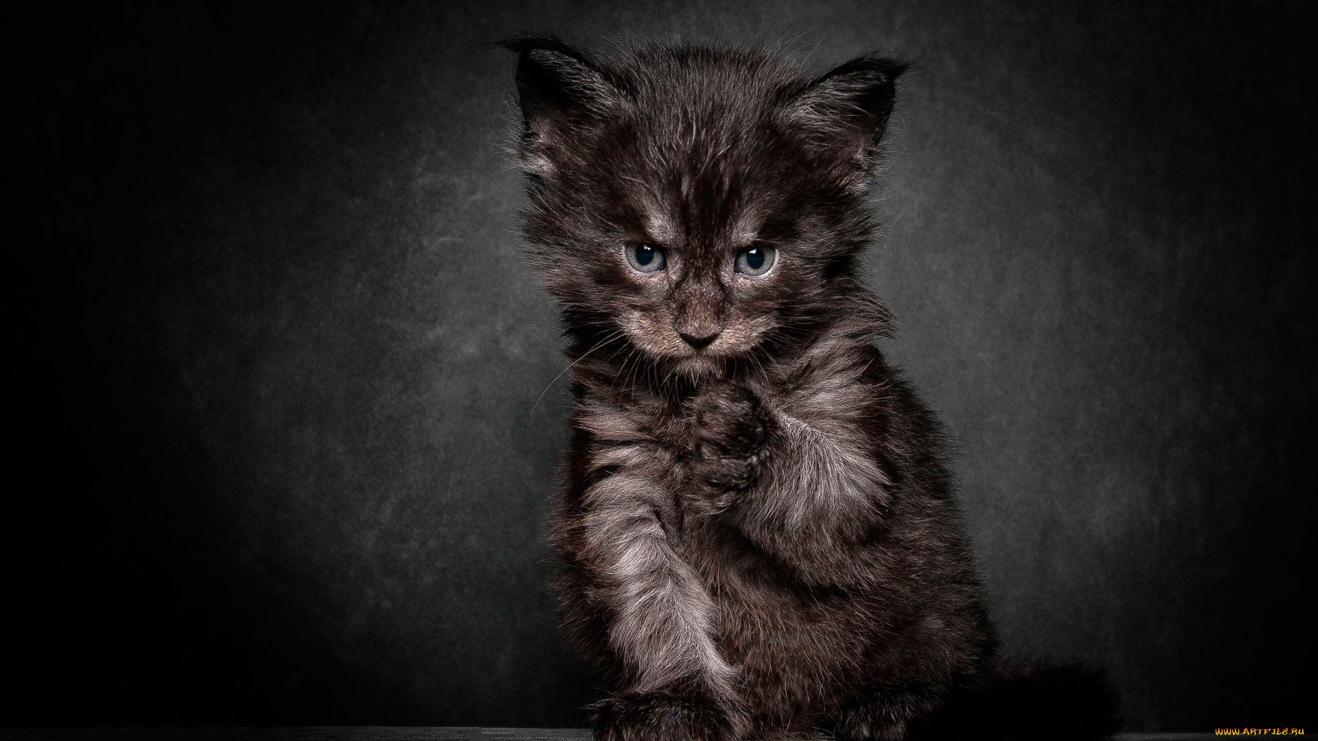 животные, коты, фон, мордочка, котёнок