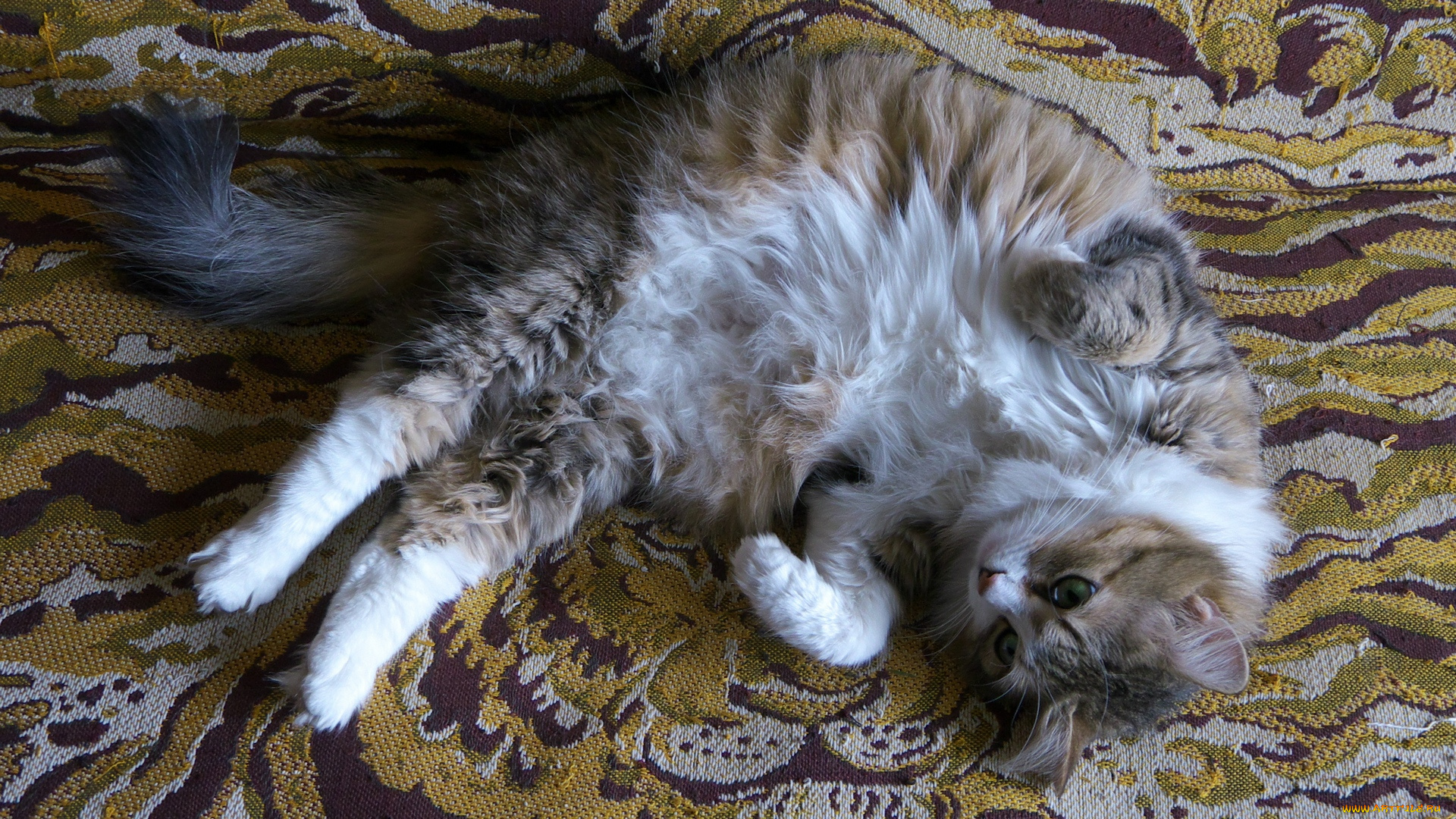 животные, коты, кисуля, киса, кошка