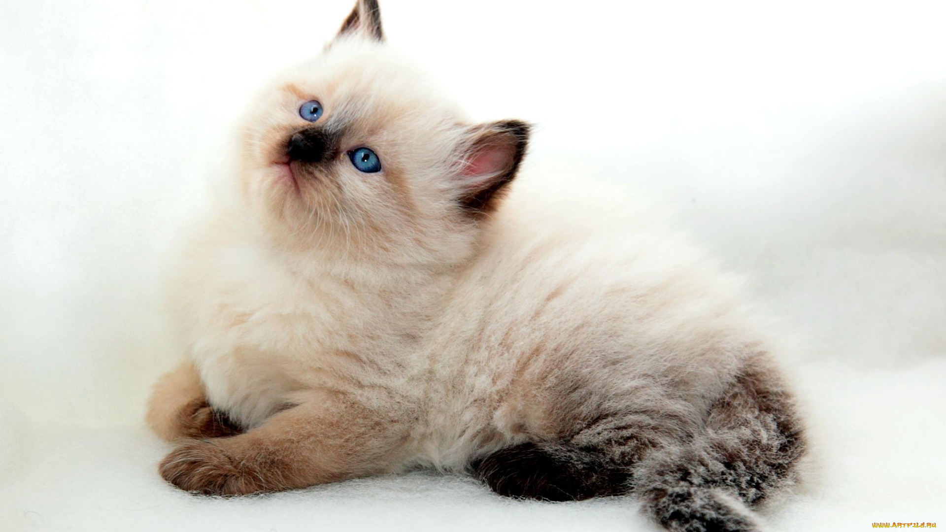 животные, коты, котейка