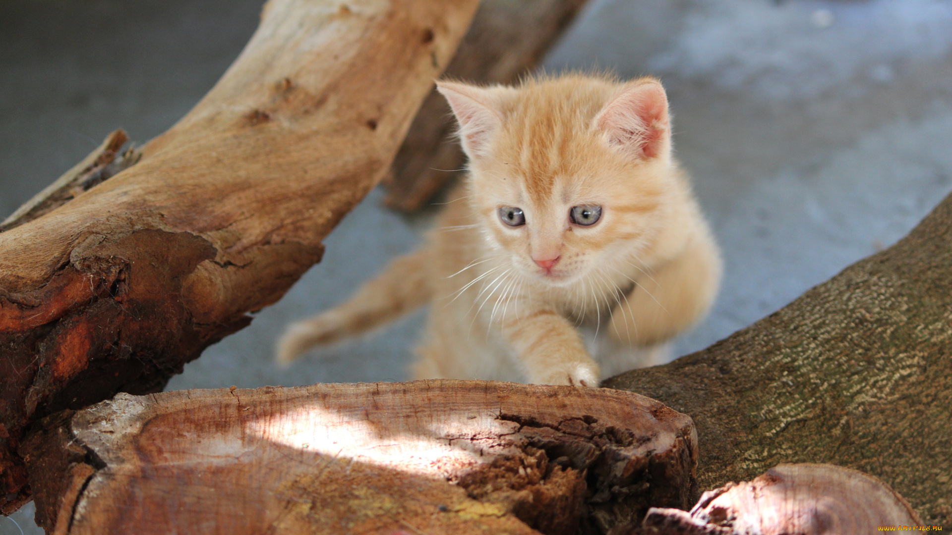 животные, коты, пенек, котенок, дерево, голубоглазый, рыжий