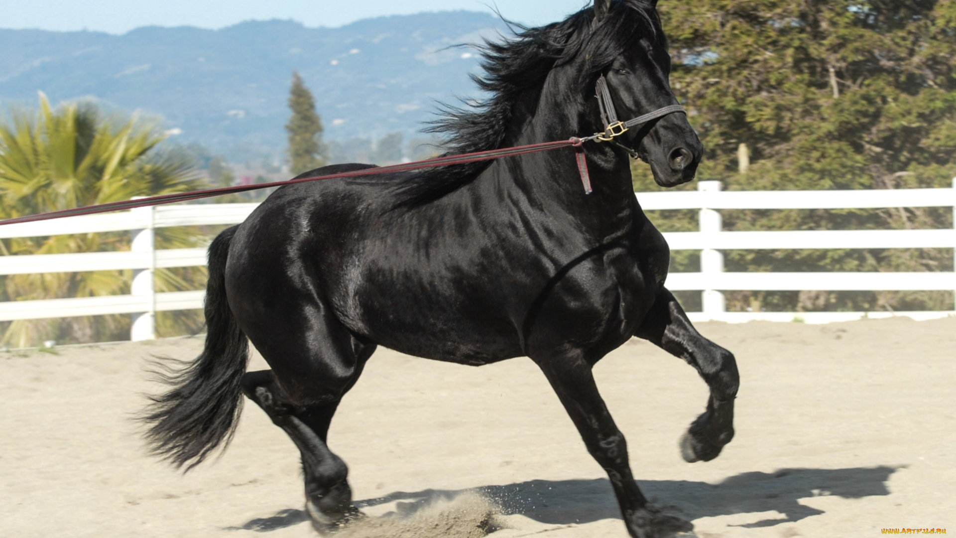 животные, лошади, красавец