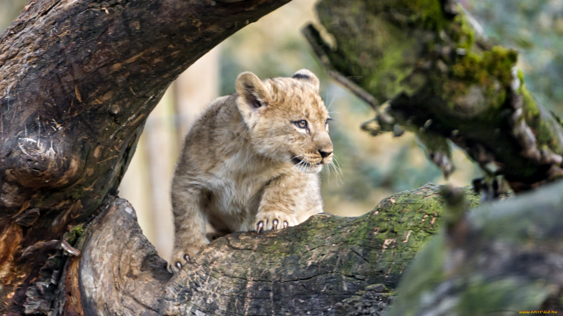 животные, львы, малыш