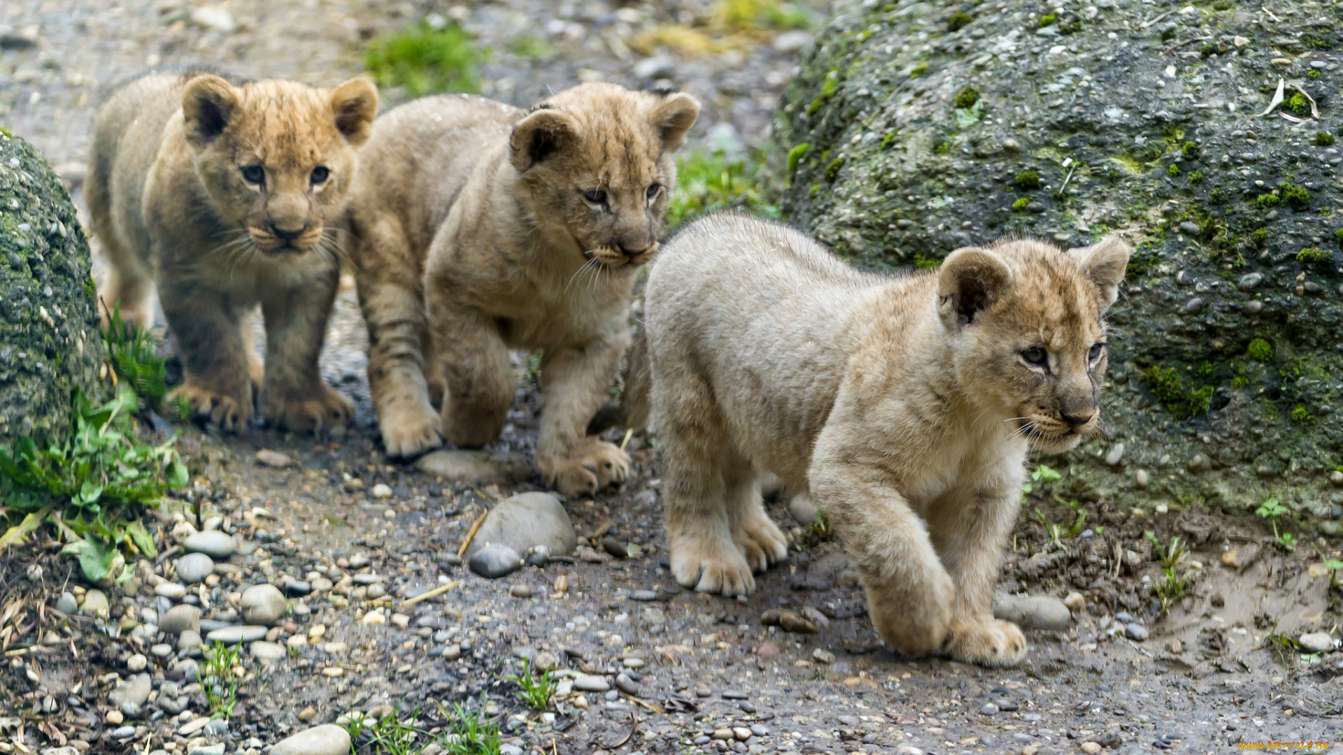 животные, львы, тройка