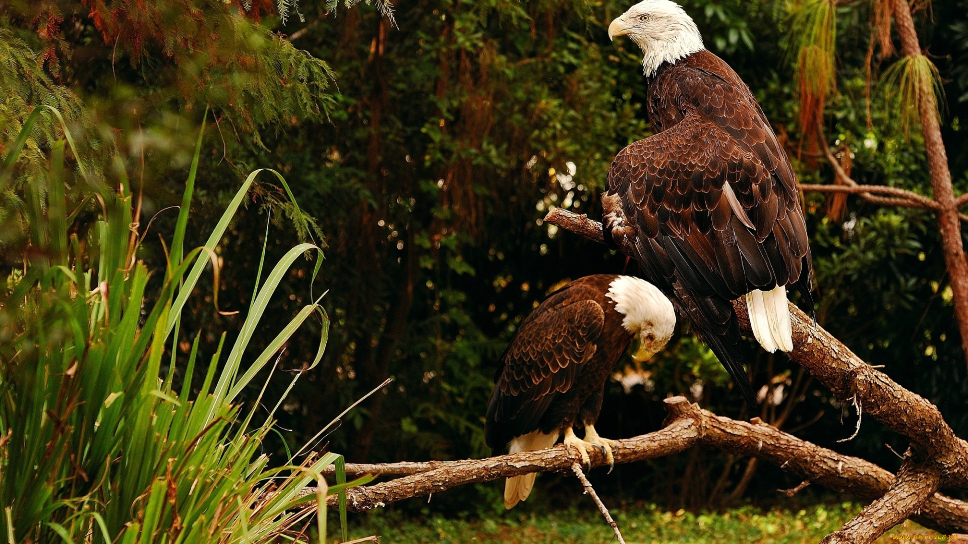 животные, птицы, -, хищники, пара